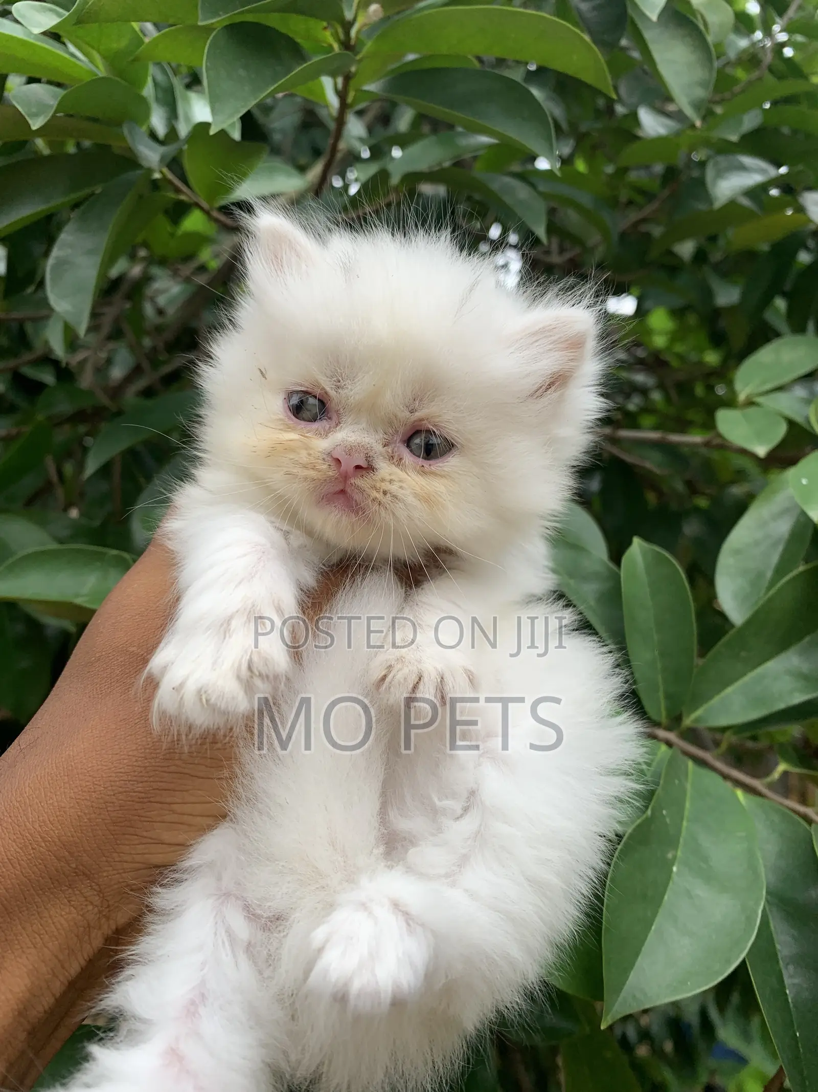 1-3 months Female Purebred Persian
