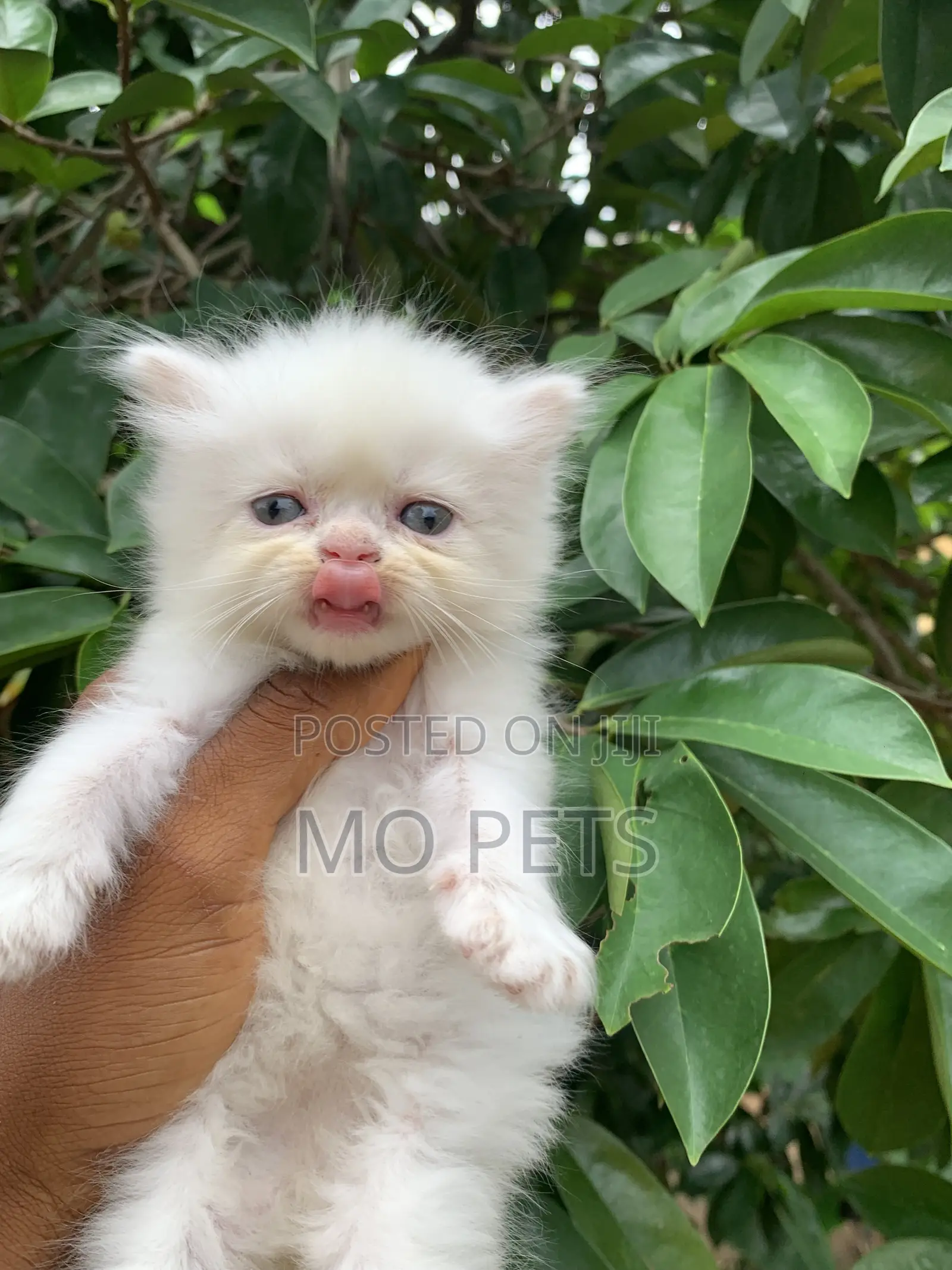 1-3 months Female Purebred Persian