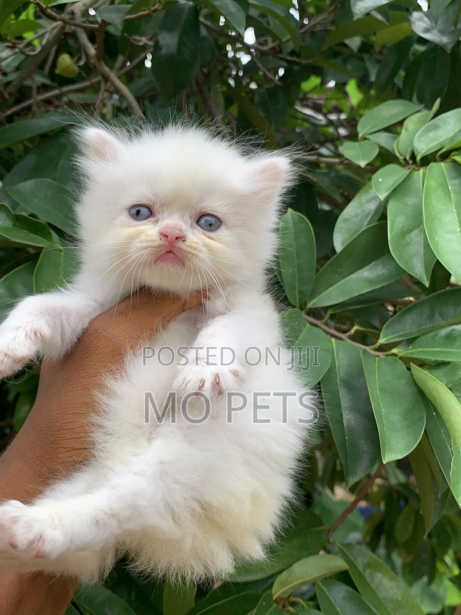 1-3 months Female Purebred Persian