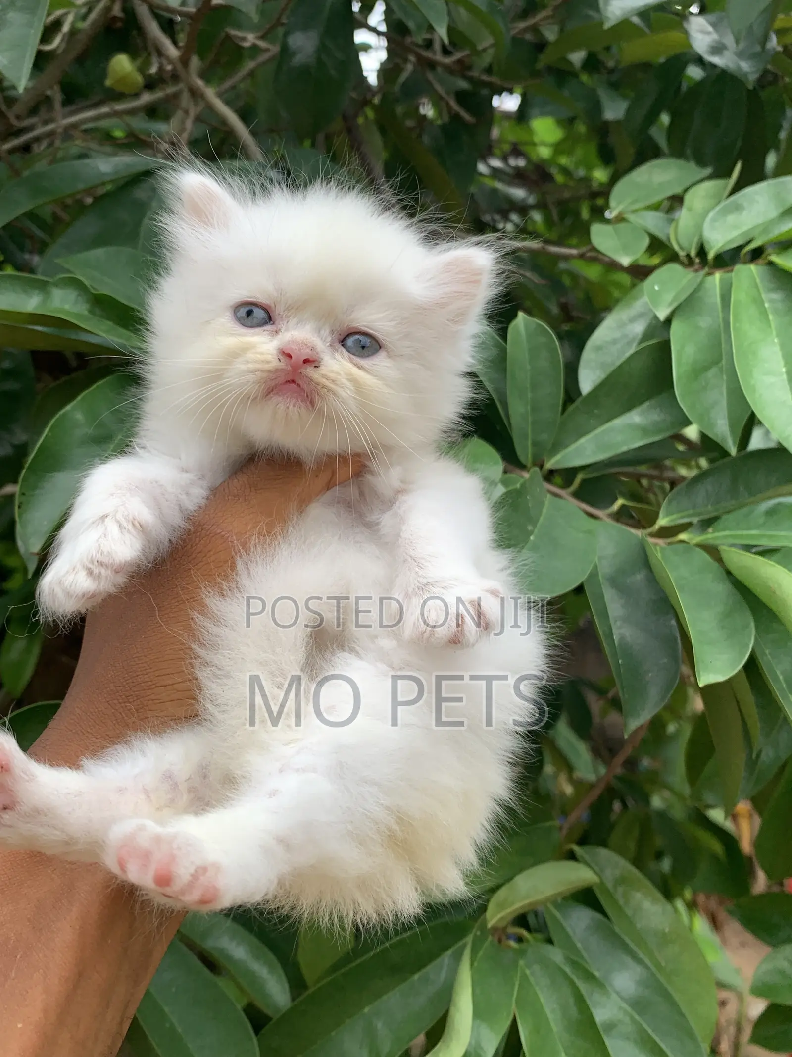 1-3 months Female Purebred Persian