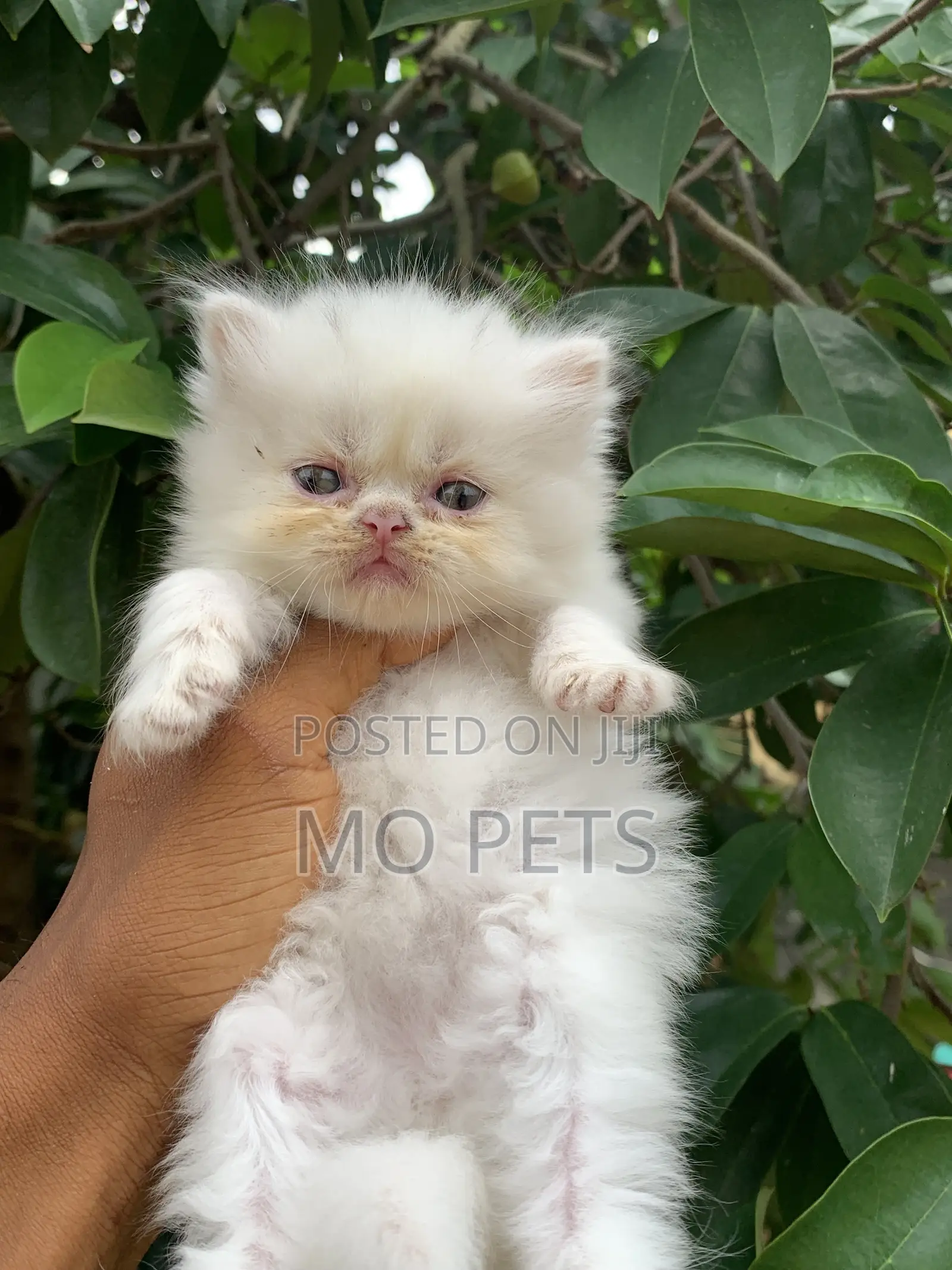 1-3 months Female Purebred Persian