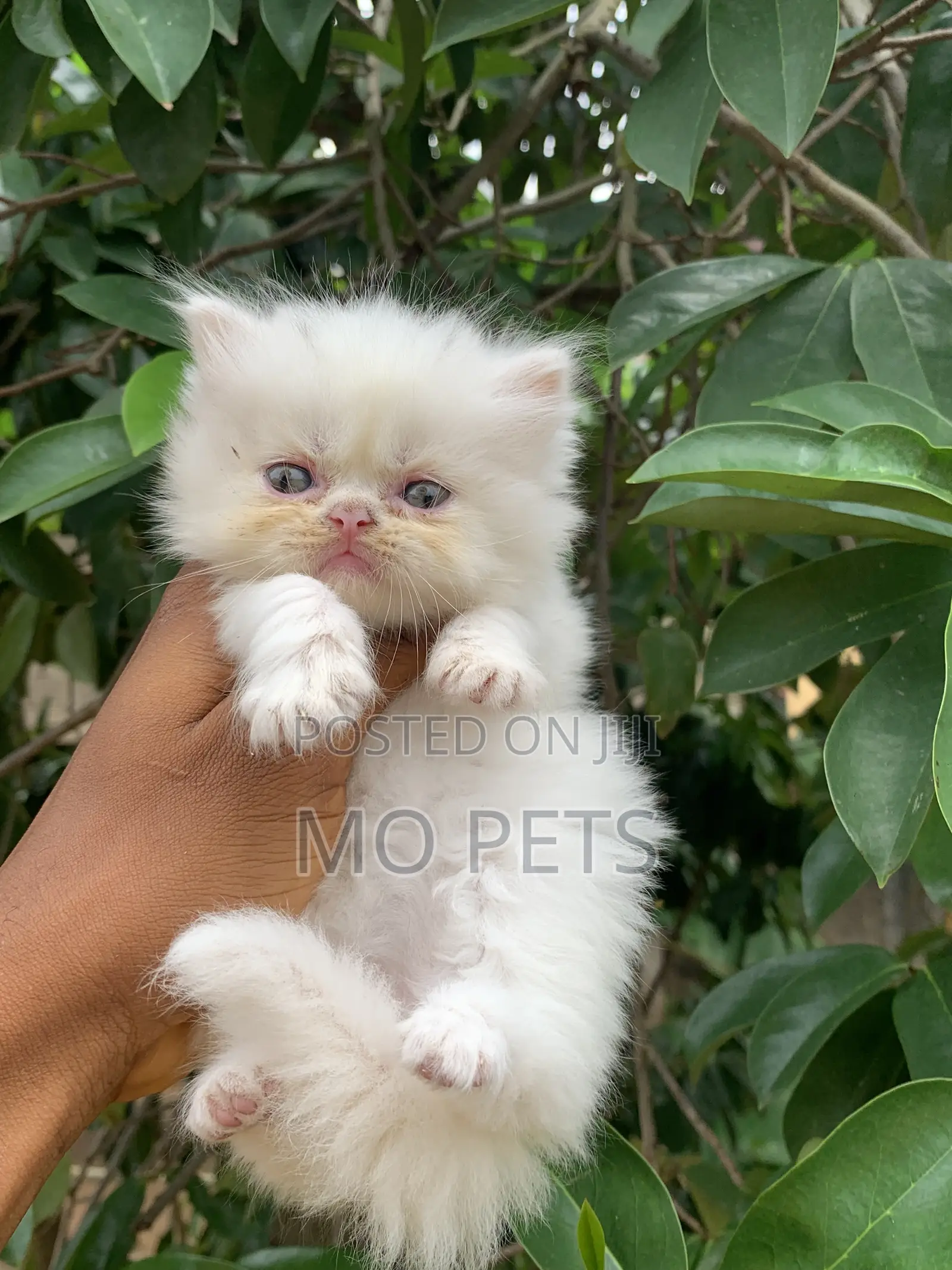 1-3 months Female Purebred Persian
