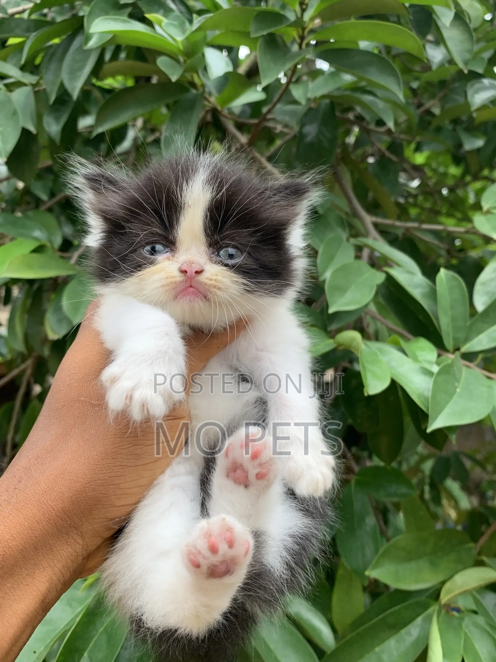 3-6 months Male Purebred Persian
