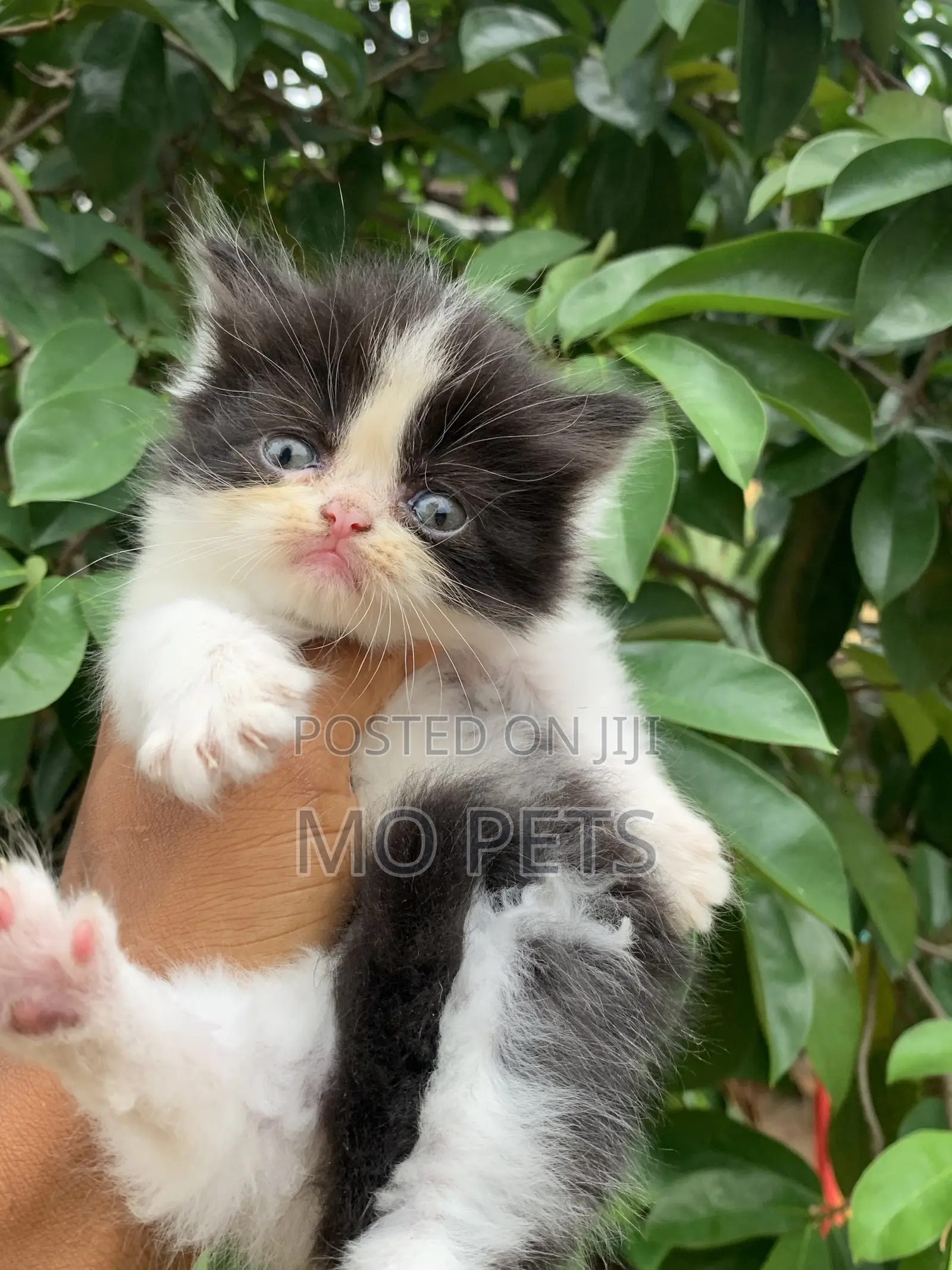 3-6 months Male Purebred Persian