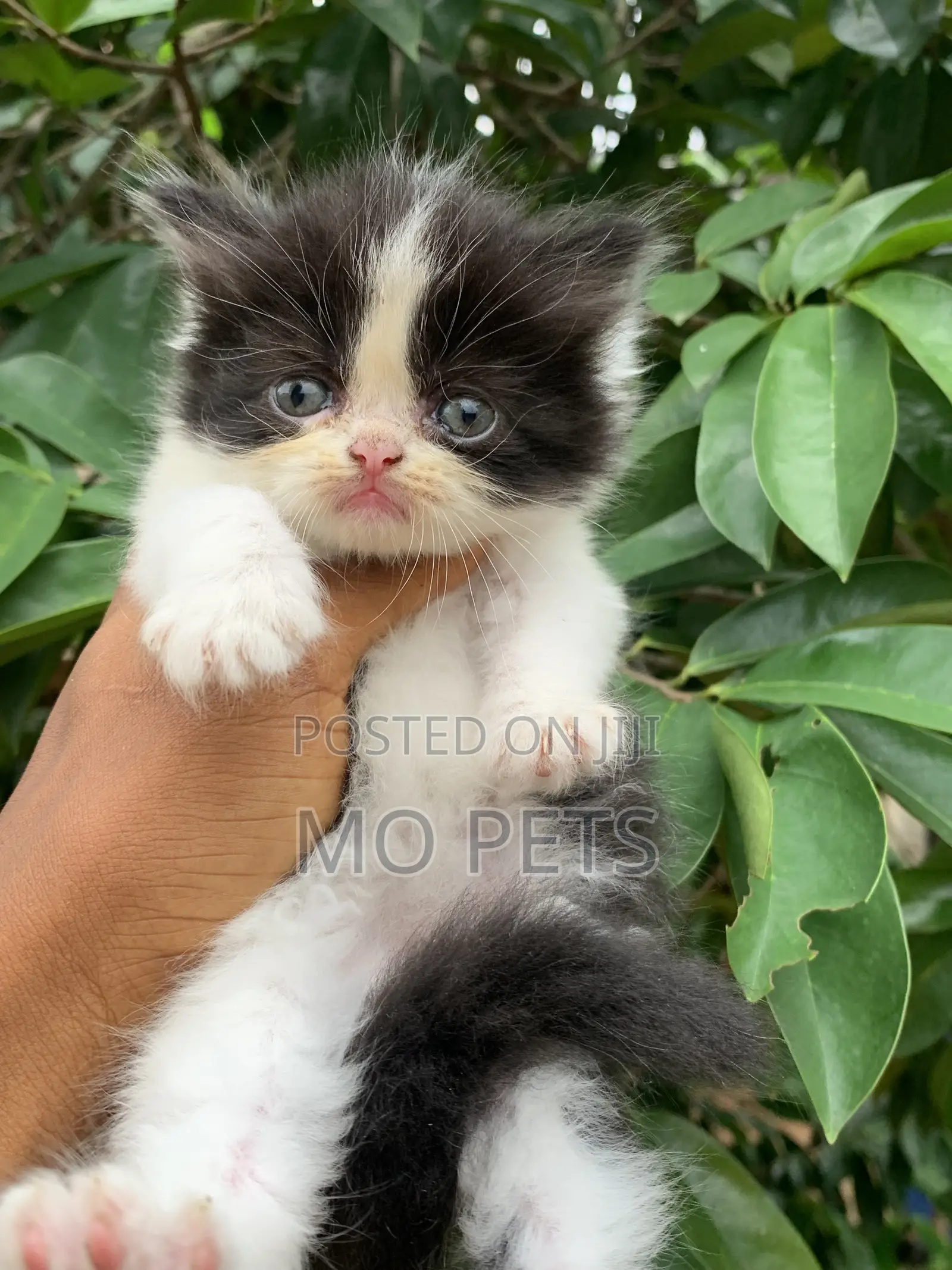 3-6 months Male Purebred Persian