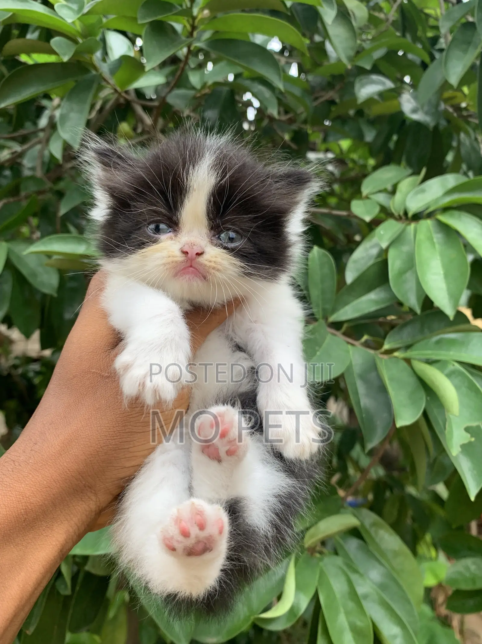 3-6 months Male Purebred Persian