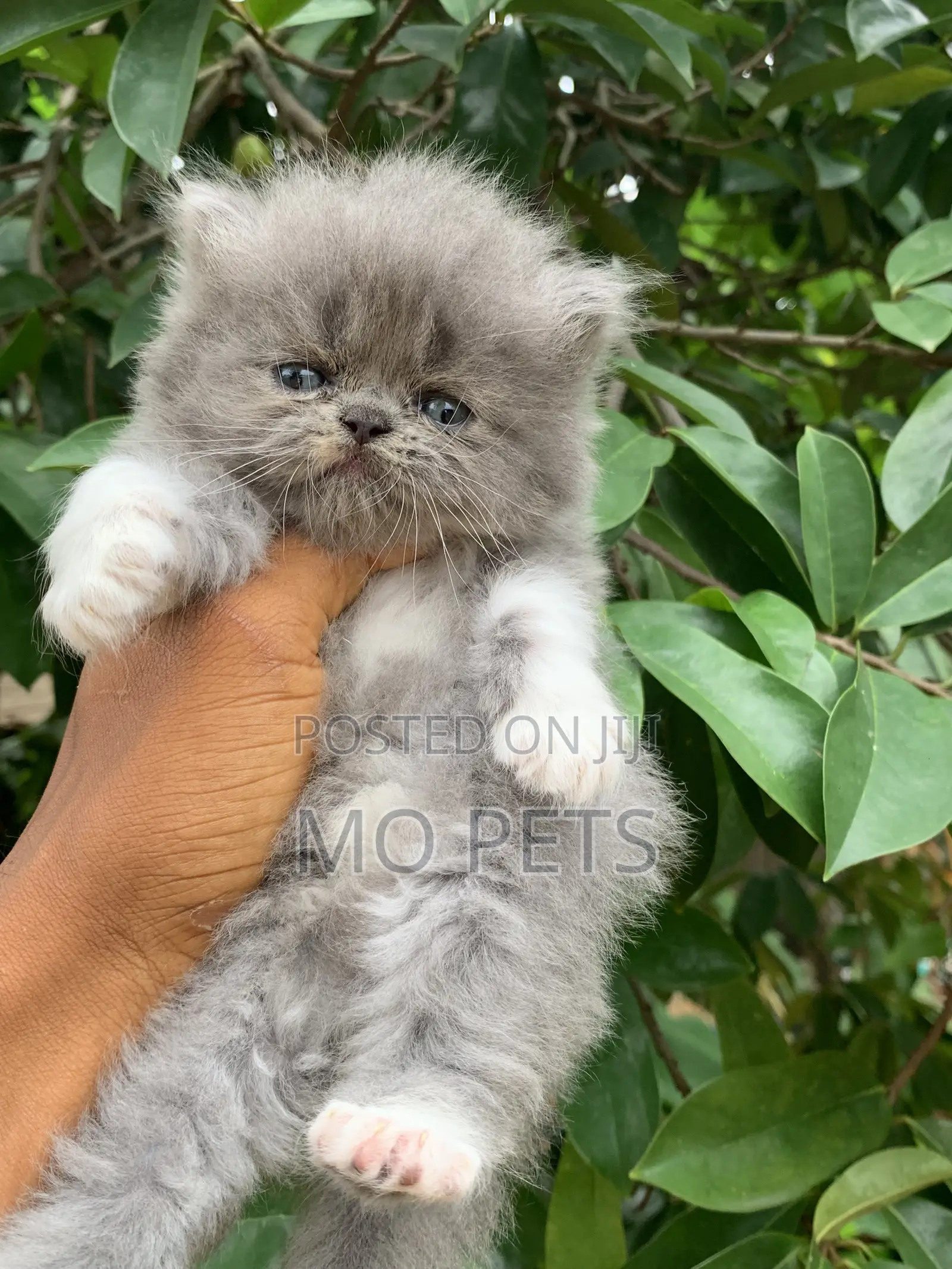 1-3 months Male Purebred Persian