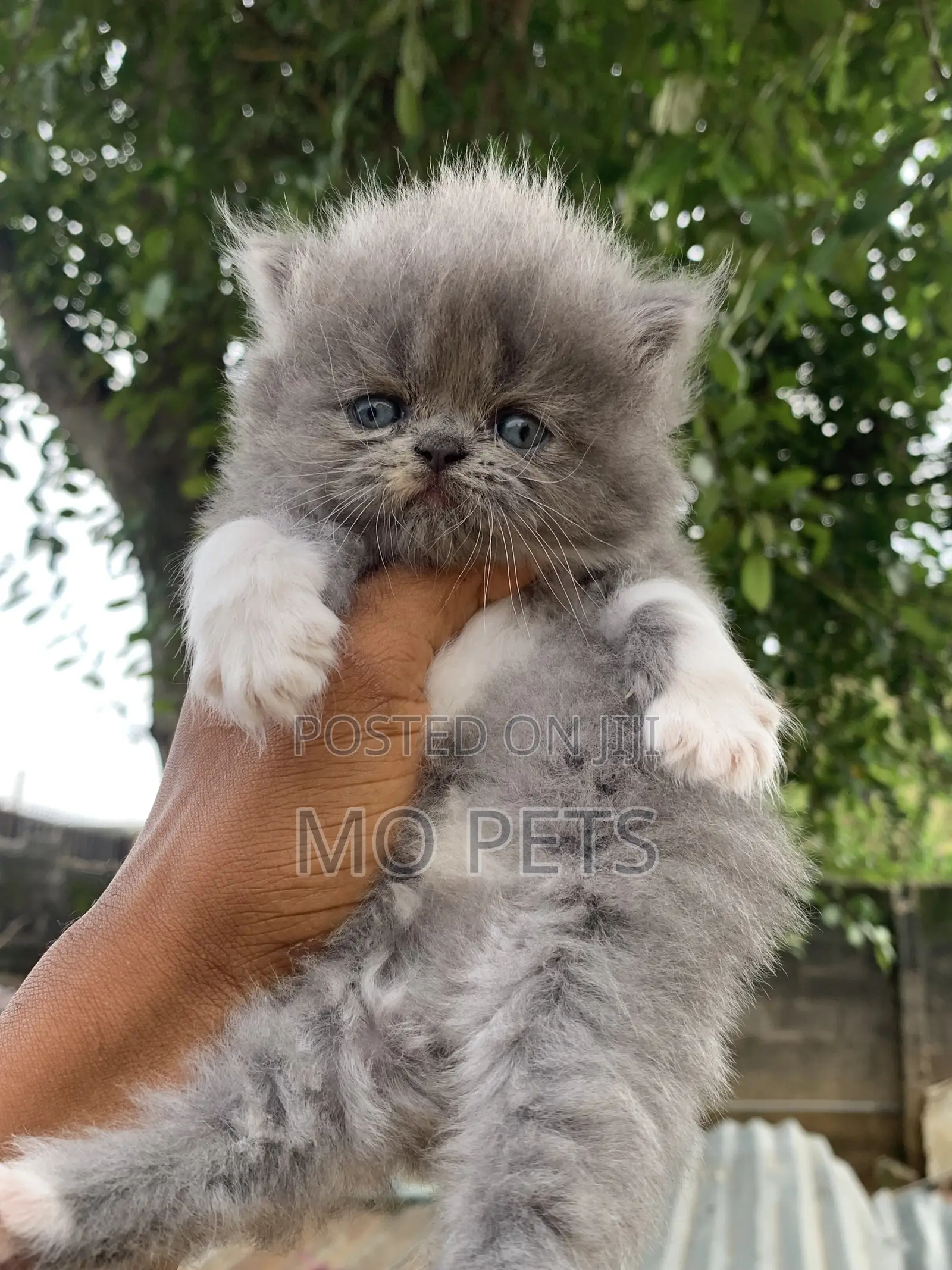 1-3 months Male Purebred Persian