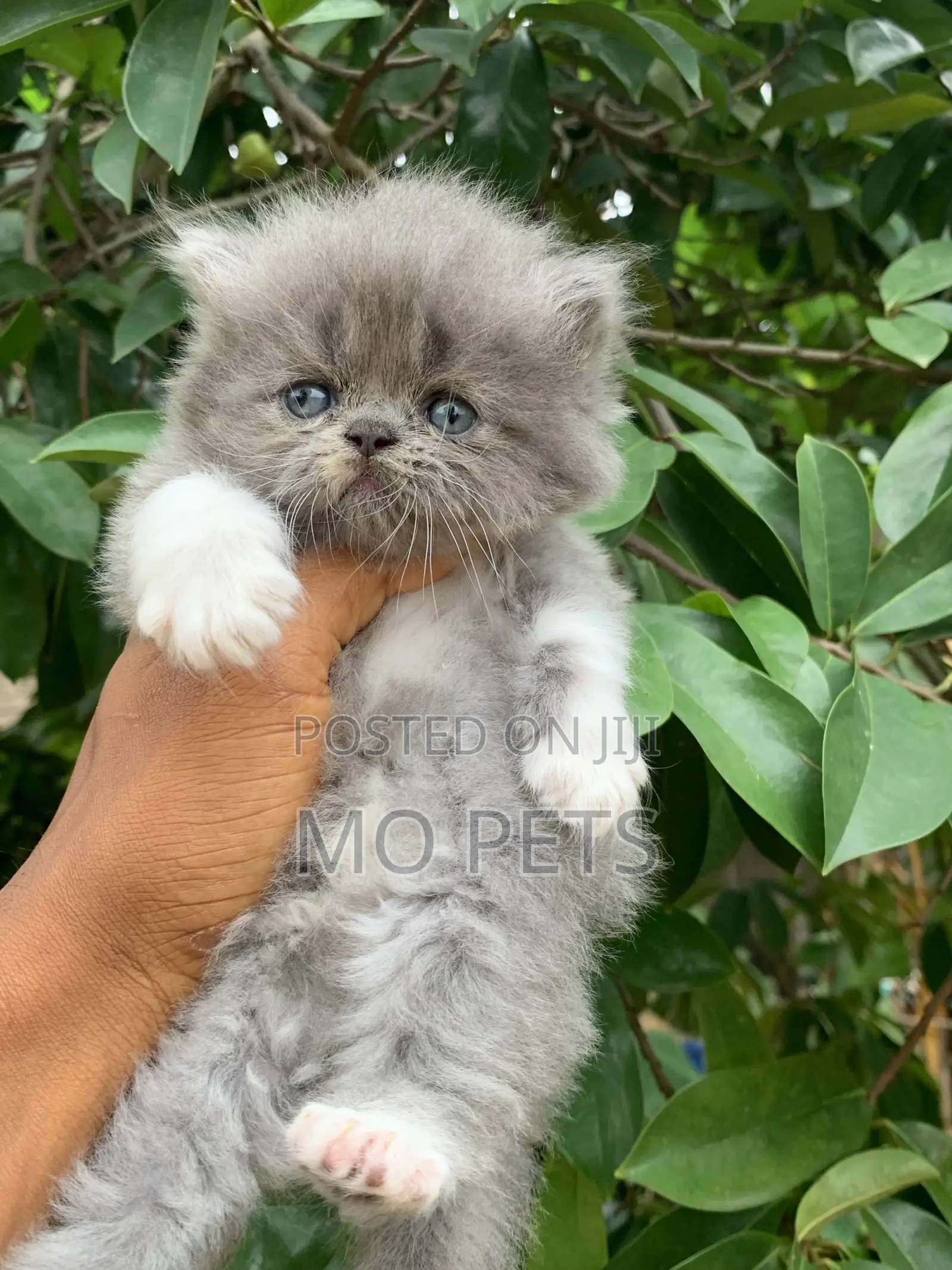1-3 months Male Purebred Persian
