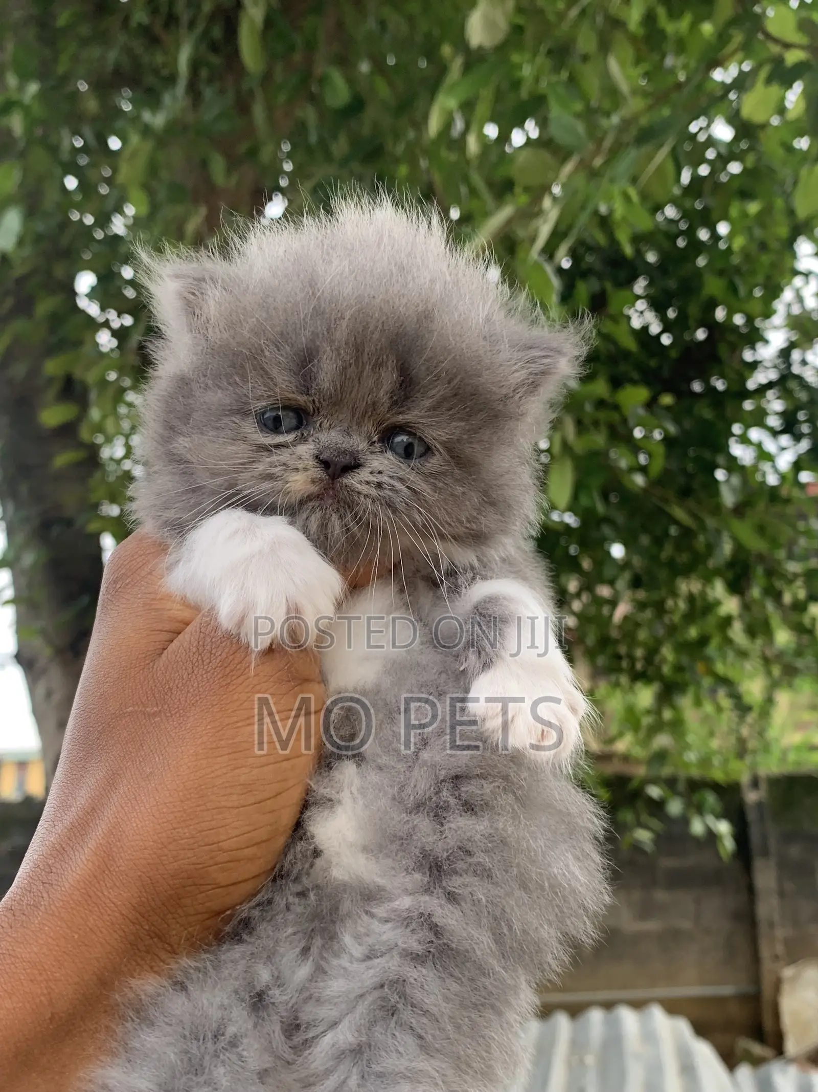 1-3 months Male Purebred Persian