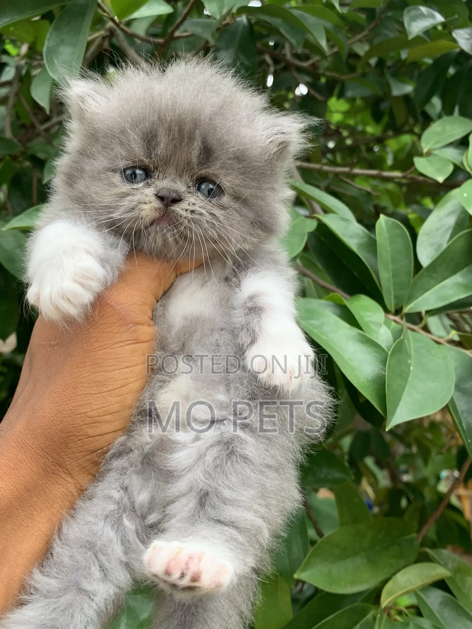 1-3 months Male Purebred Persian