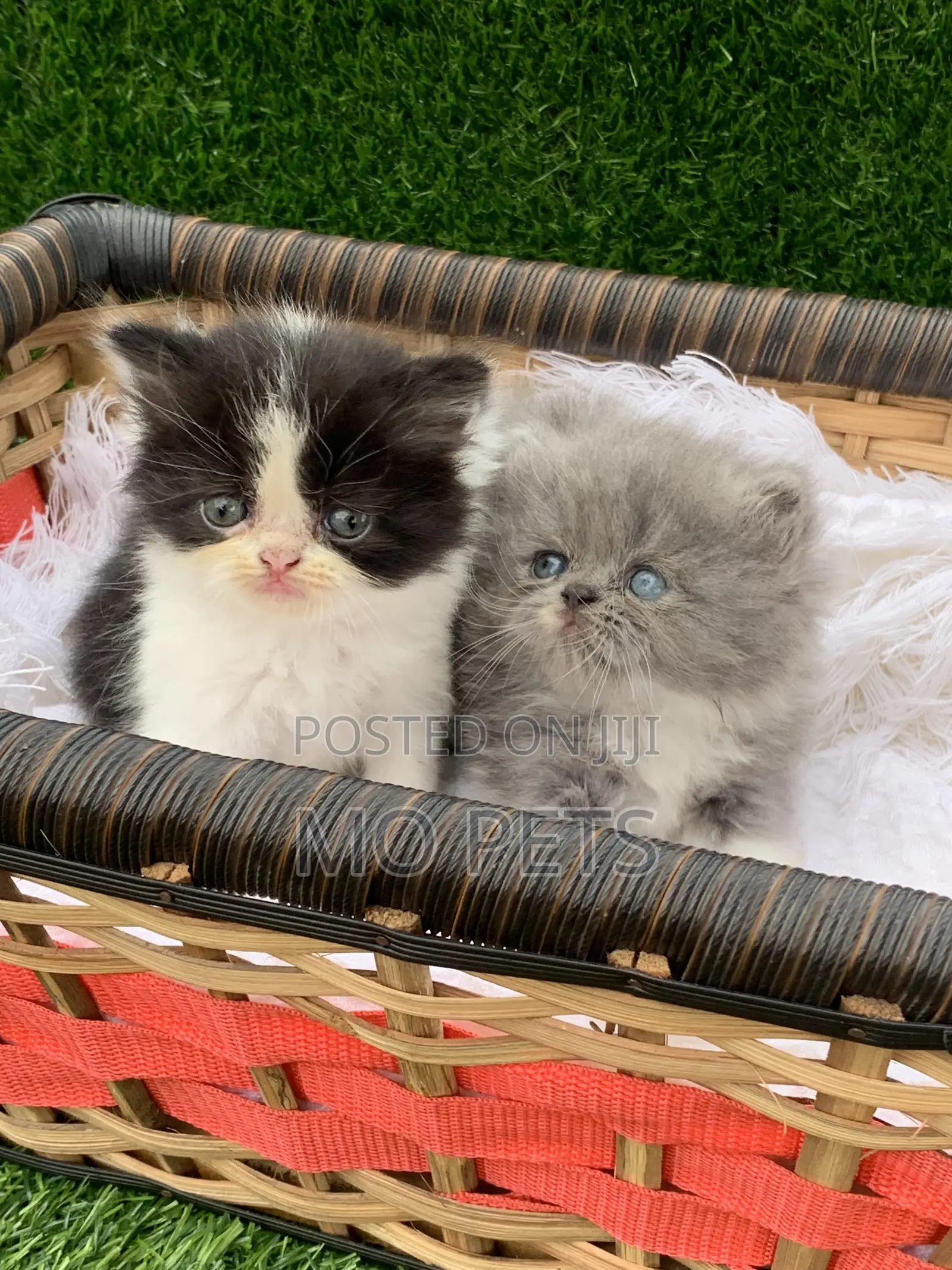 1-3 months Female Purebred Persian