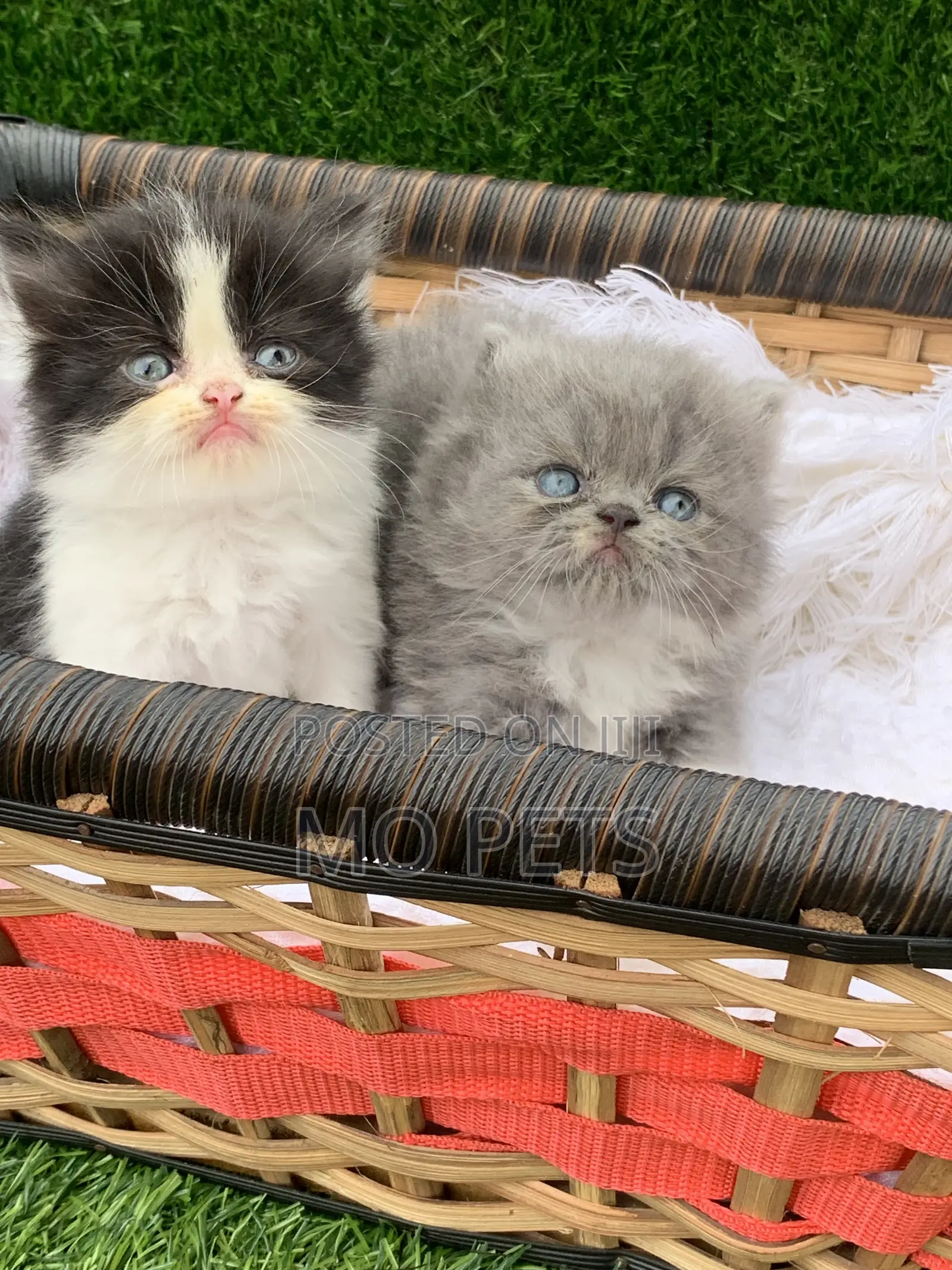 1-3 months Female Purebred Persian