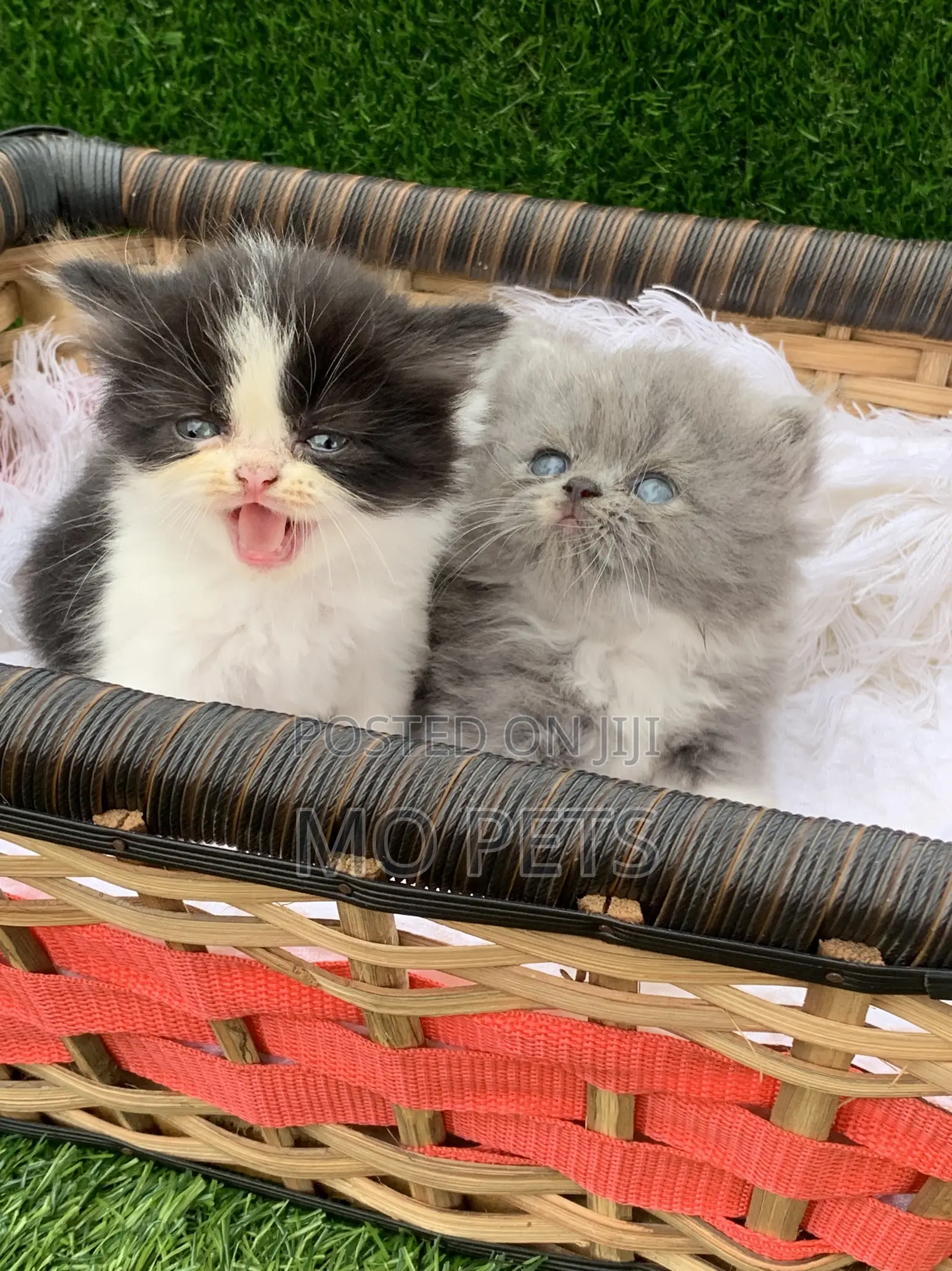 1-3 months Female Purebred Persian