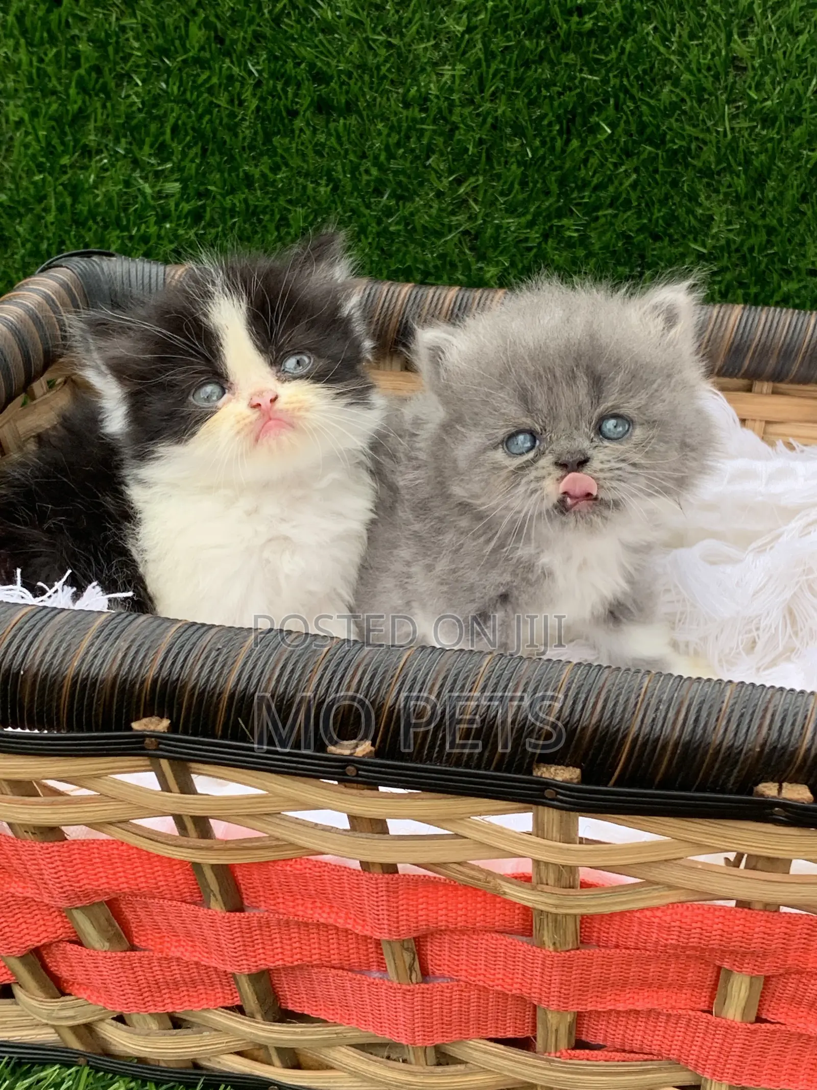 1-3 months Female Purebred Persian