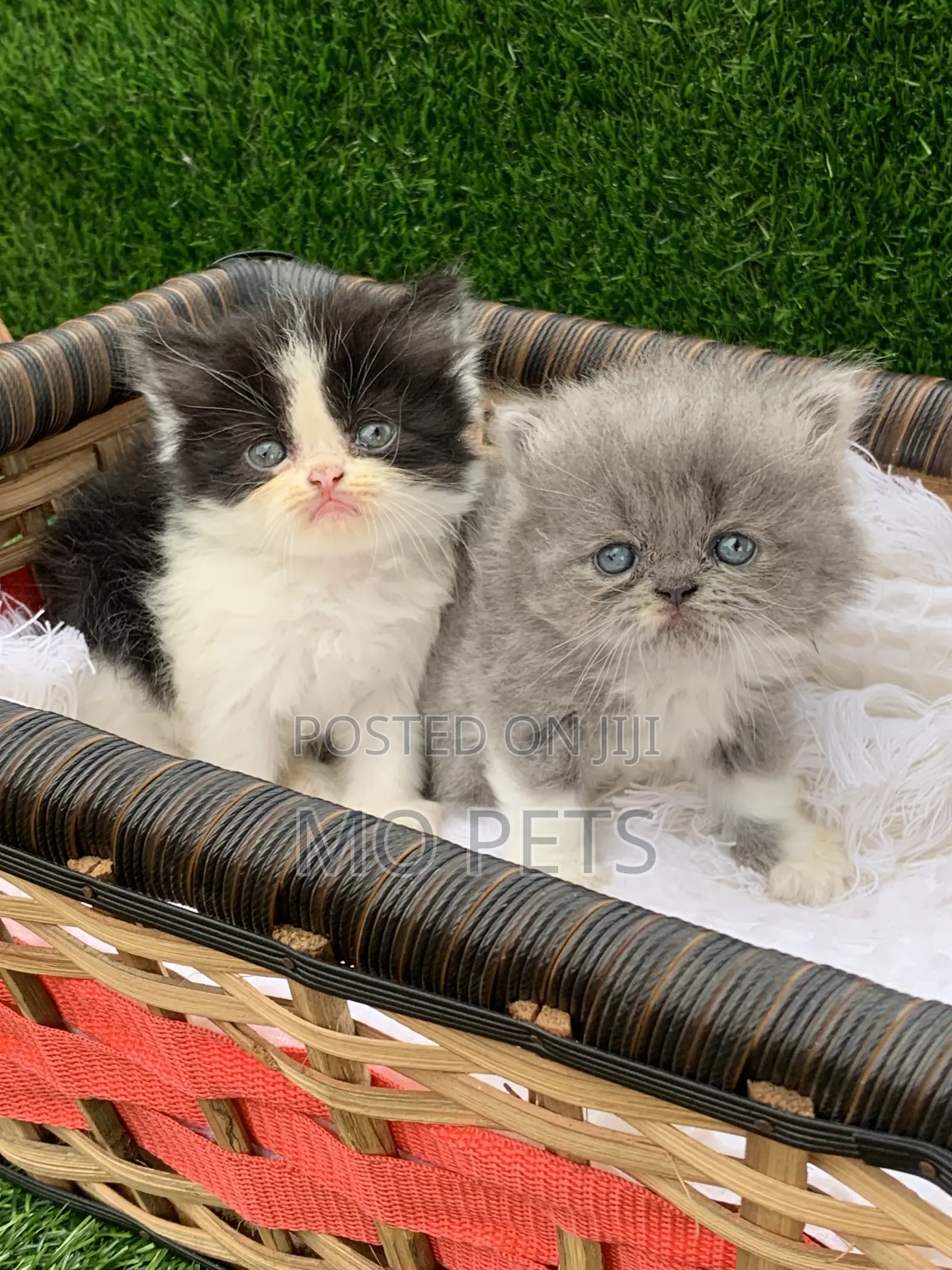 1-3 months Female Purebred Persian
