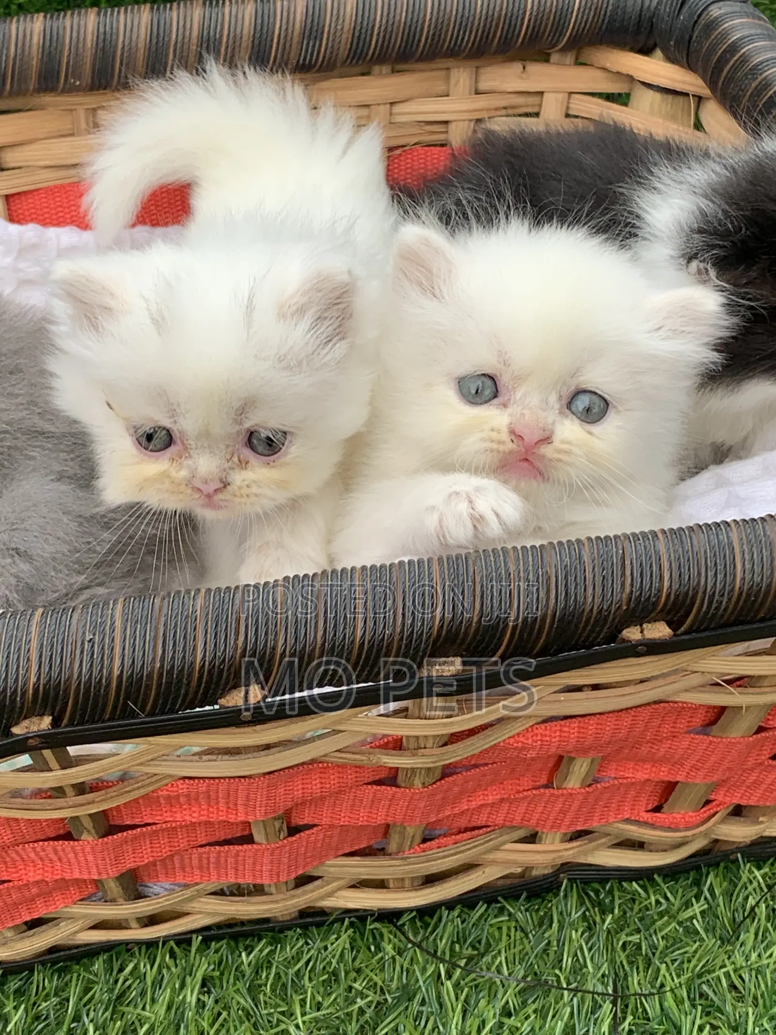 1-3 months Female Purebred Persian