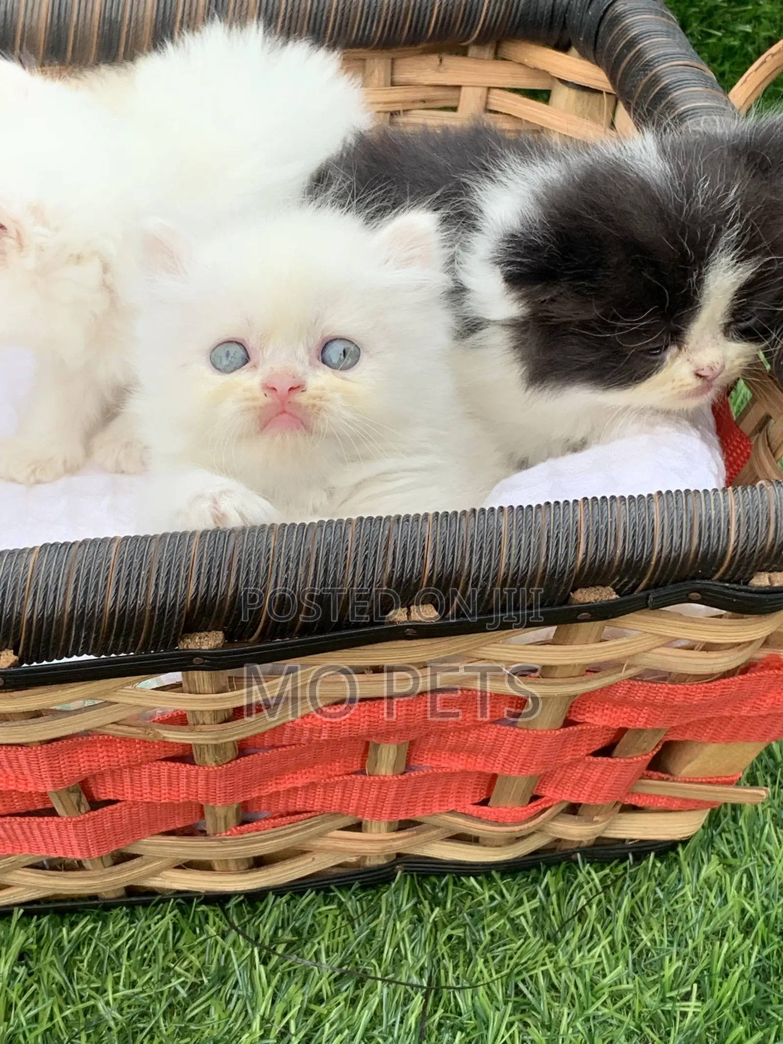 1-3 months Female Purebred Persian