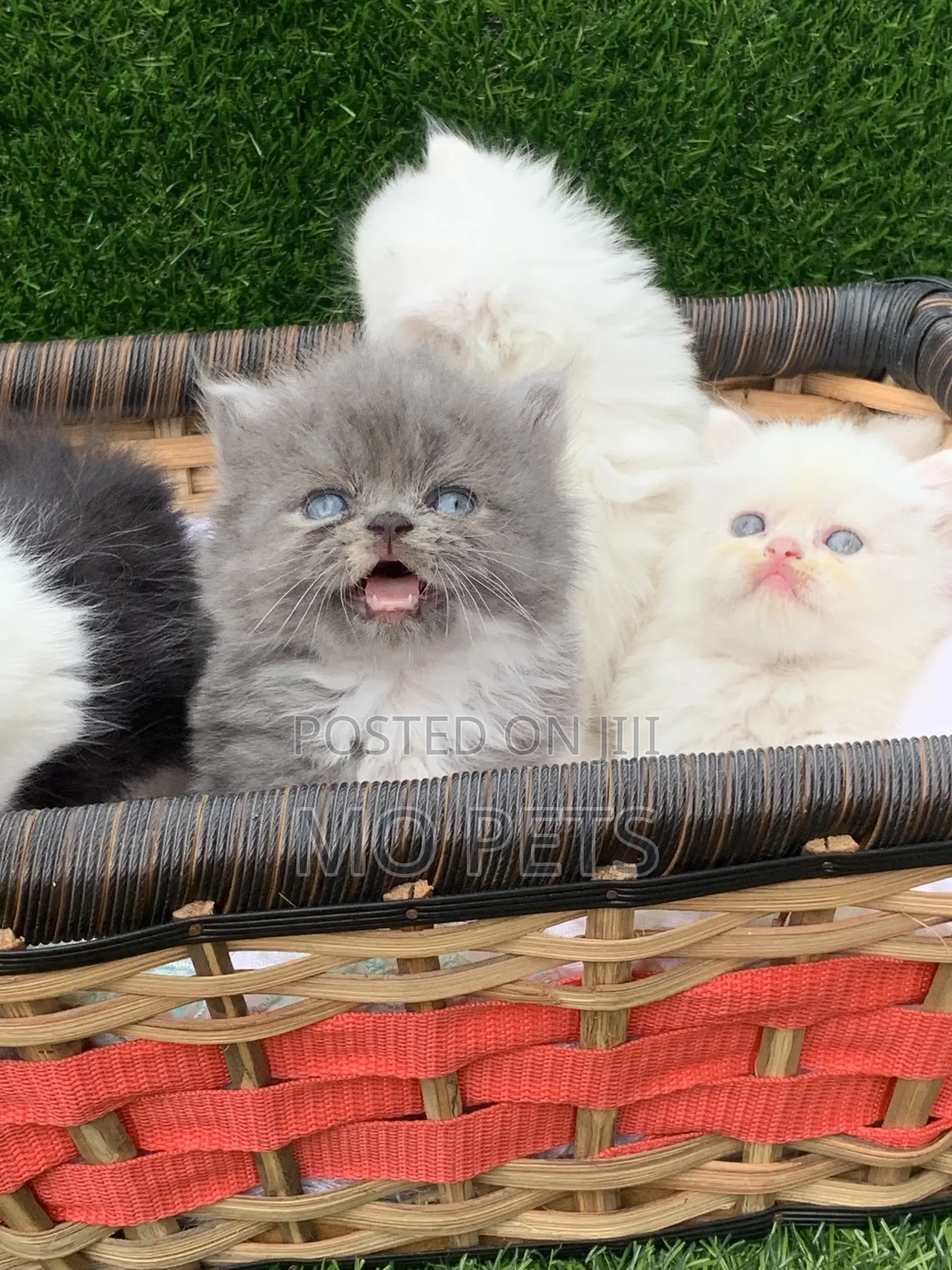 1-3 months Female Purebred Persian