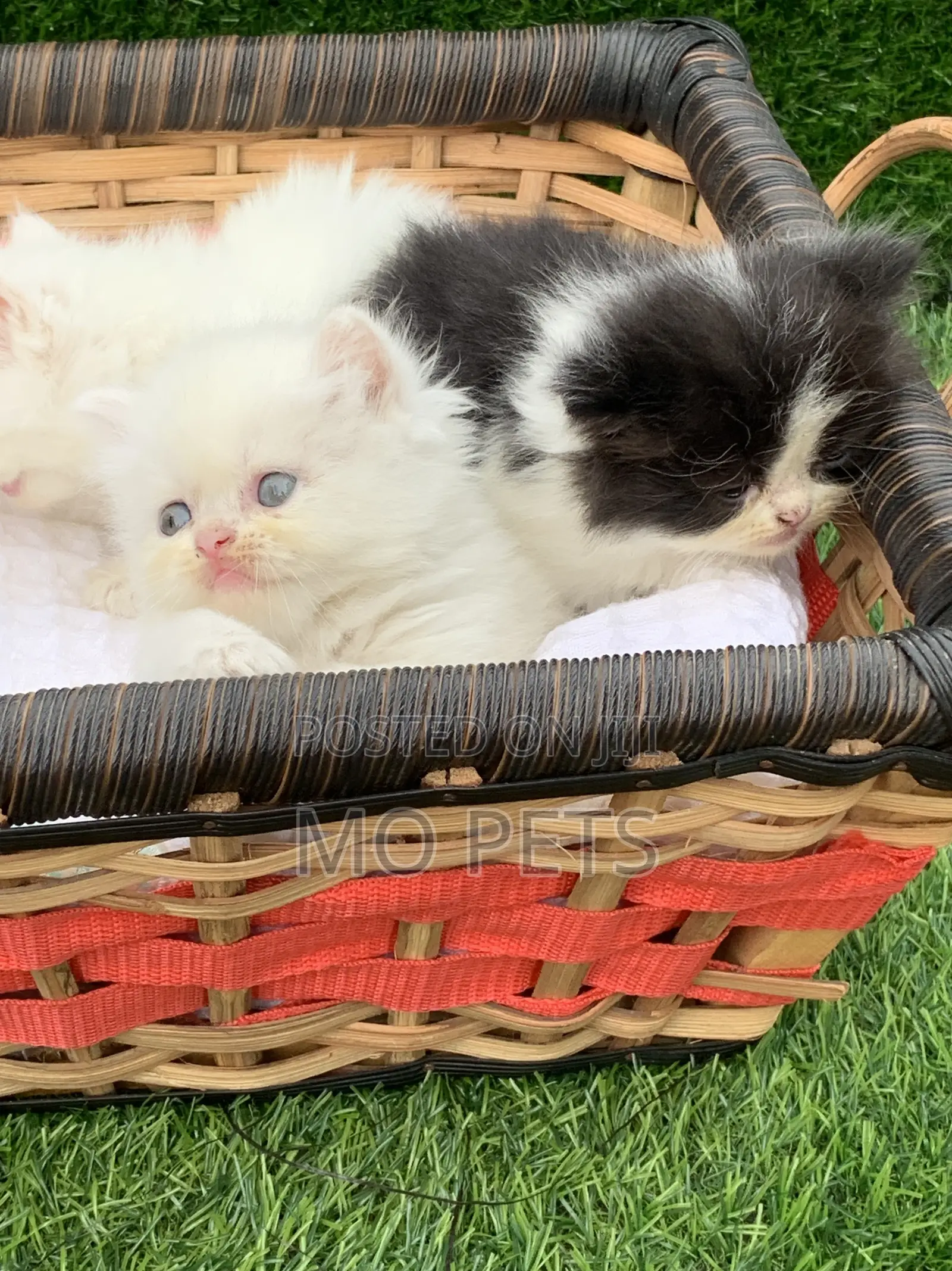 1-3 months Female Purebred Persian