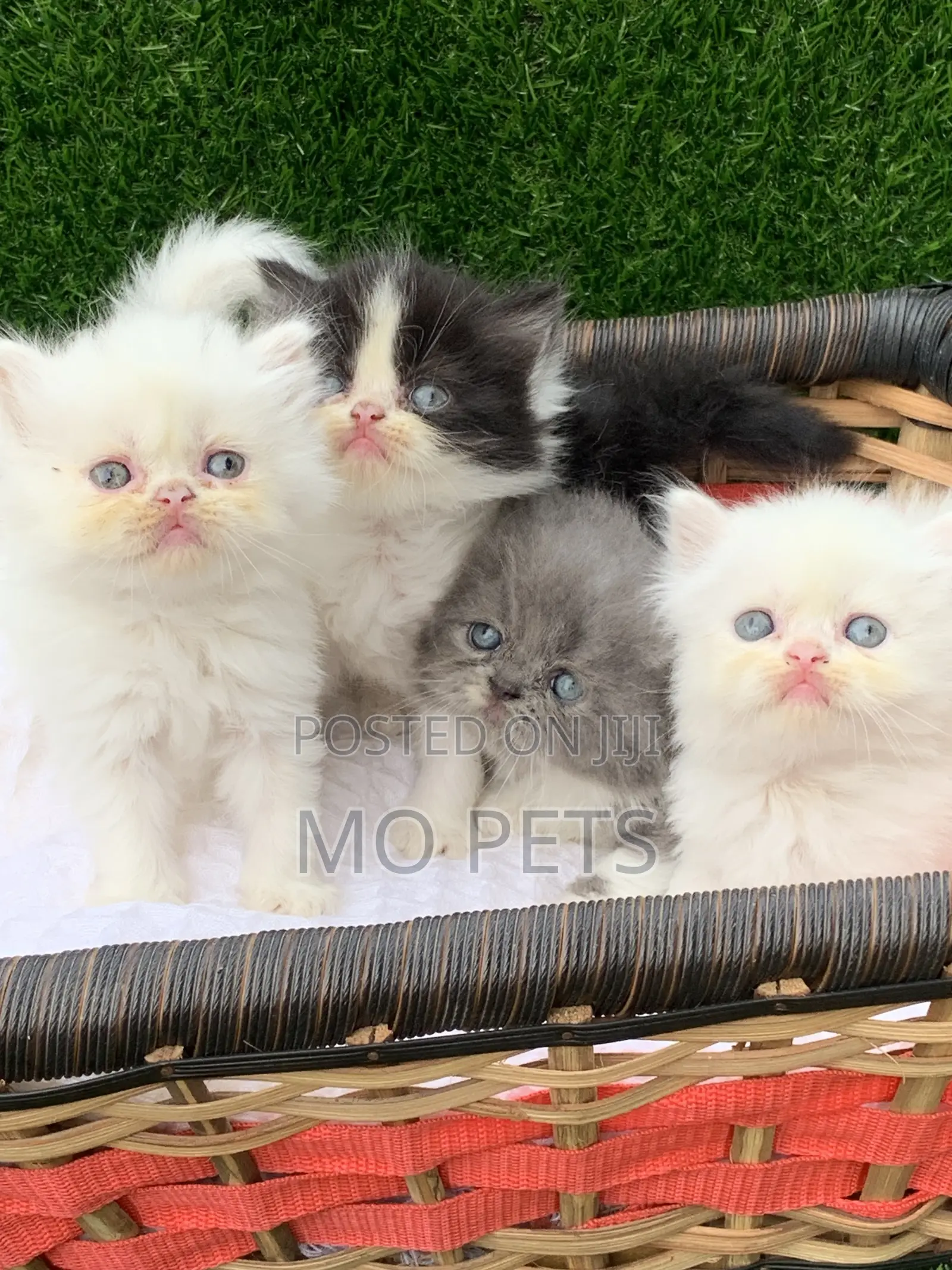 1-3 months Female Purebred Persian