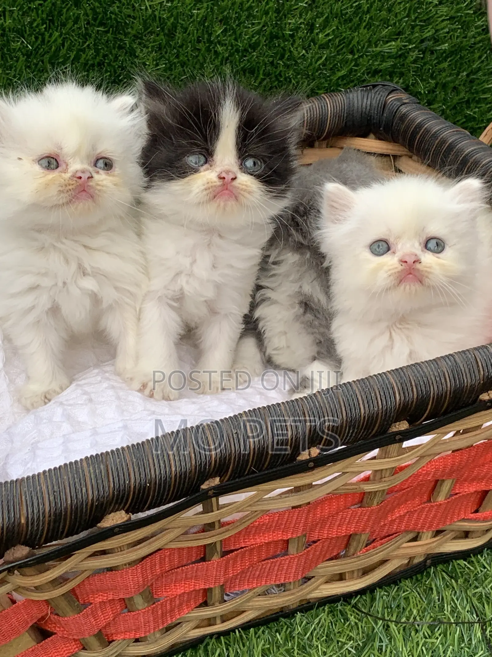 1-3 months Female Purebred Persian