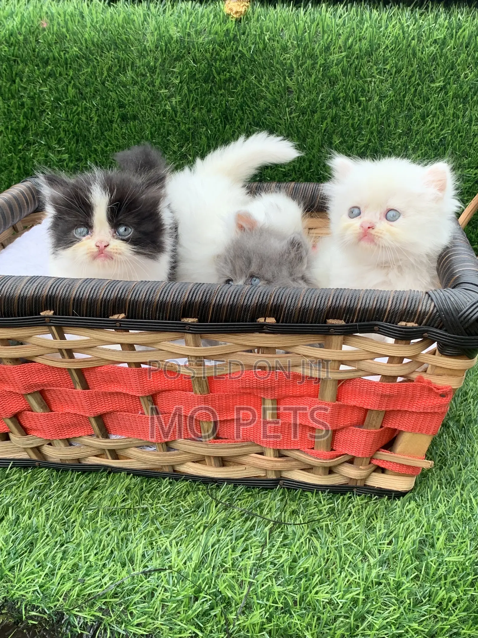 1-3 months Female Purebred Persian
