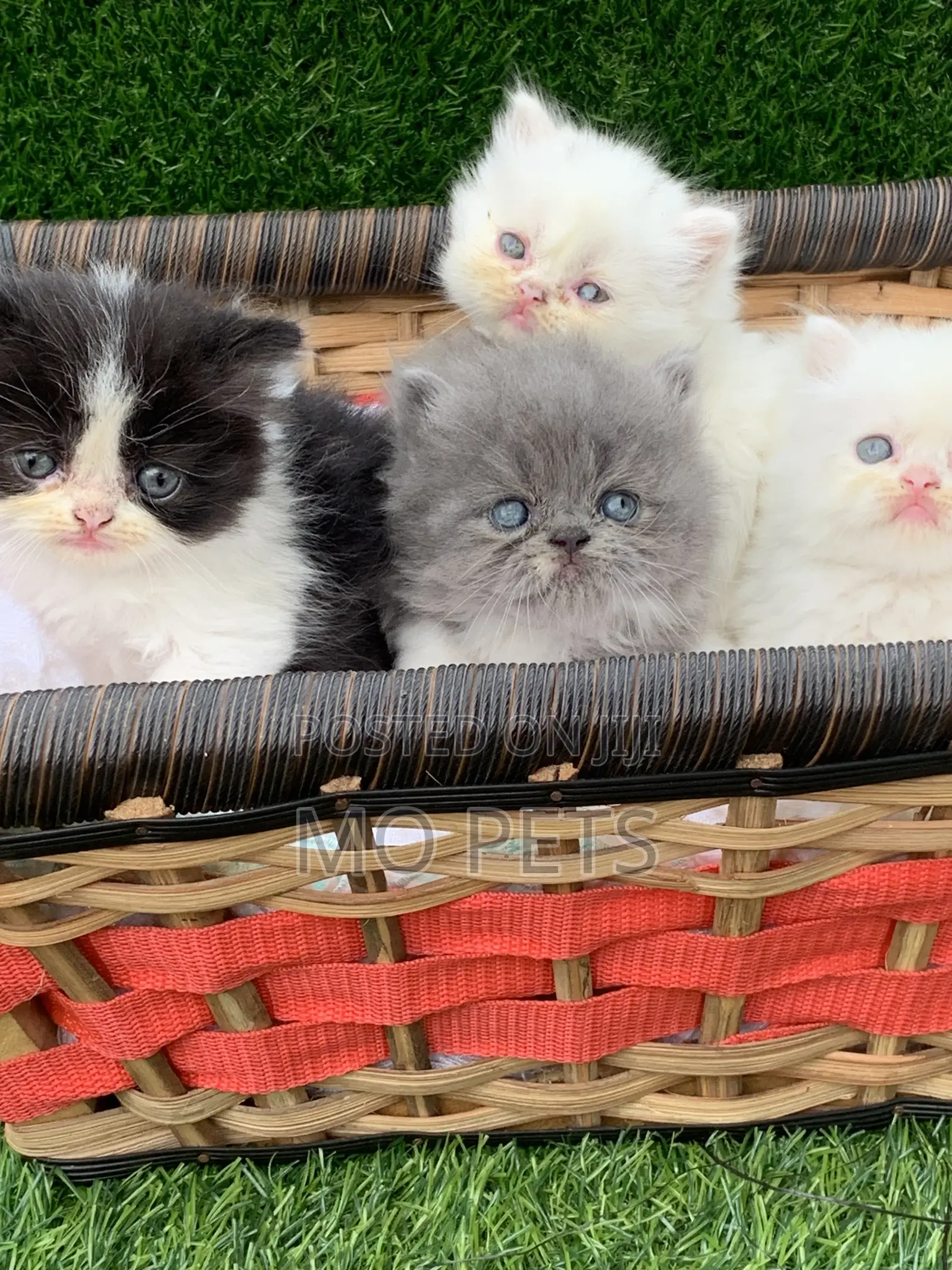 1-3 months Female Purebred Persian