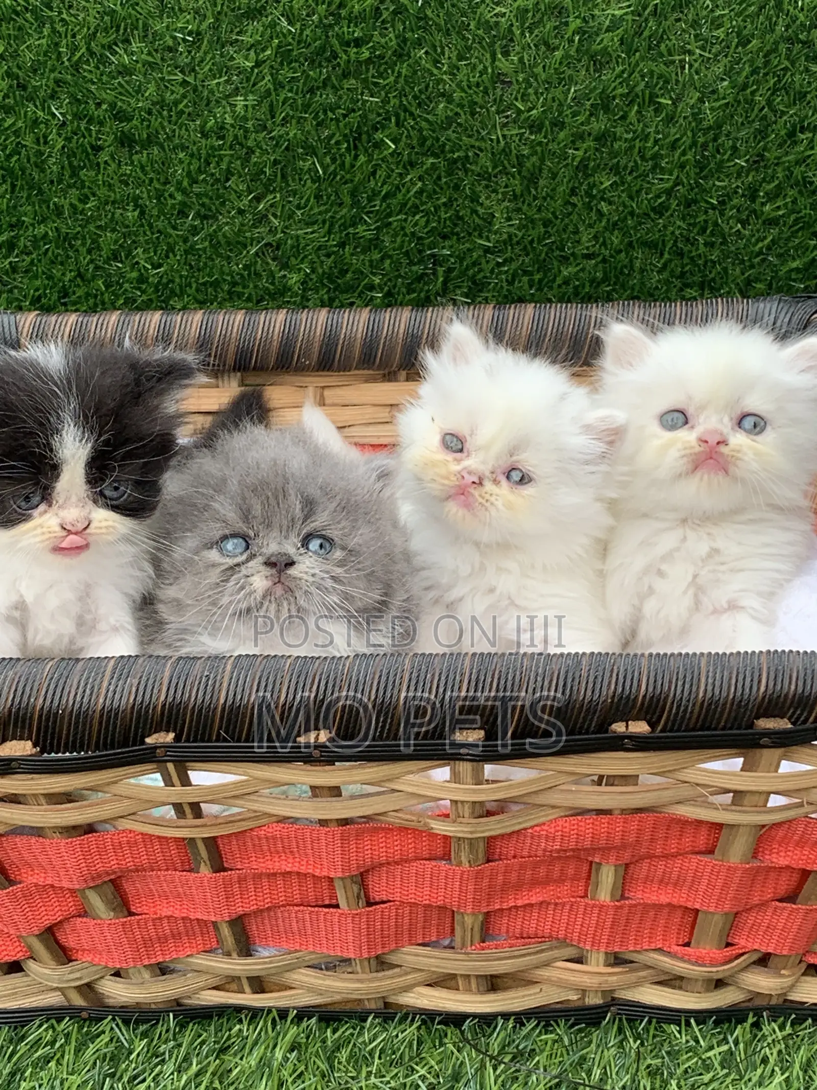 1-3 months Female Purebred Persian