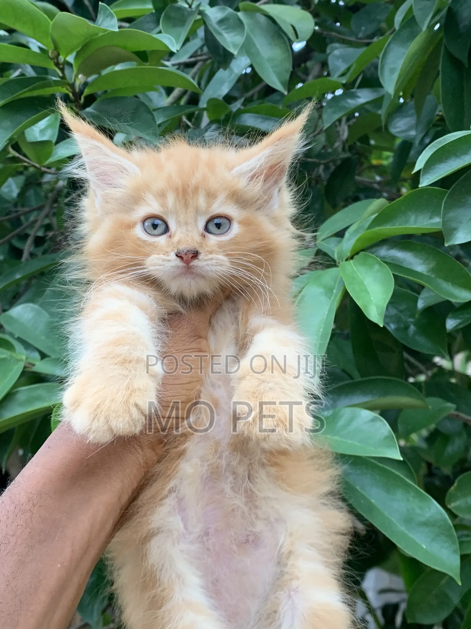 1-3 months Male Purebred Maine Coon