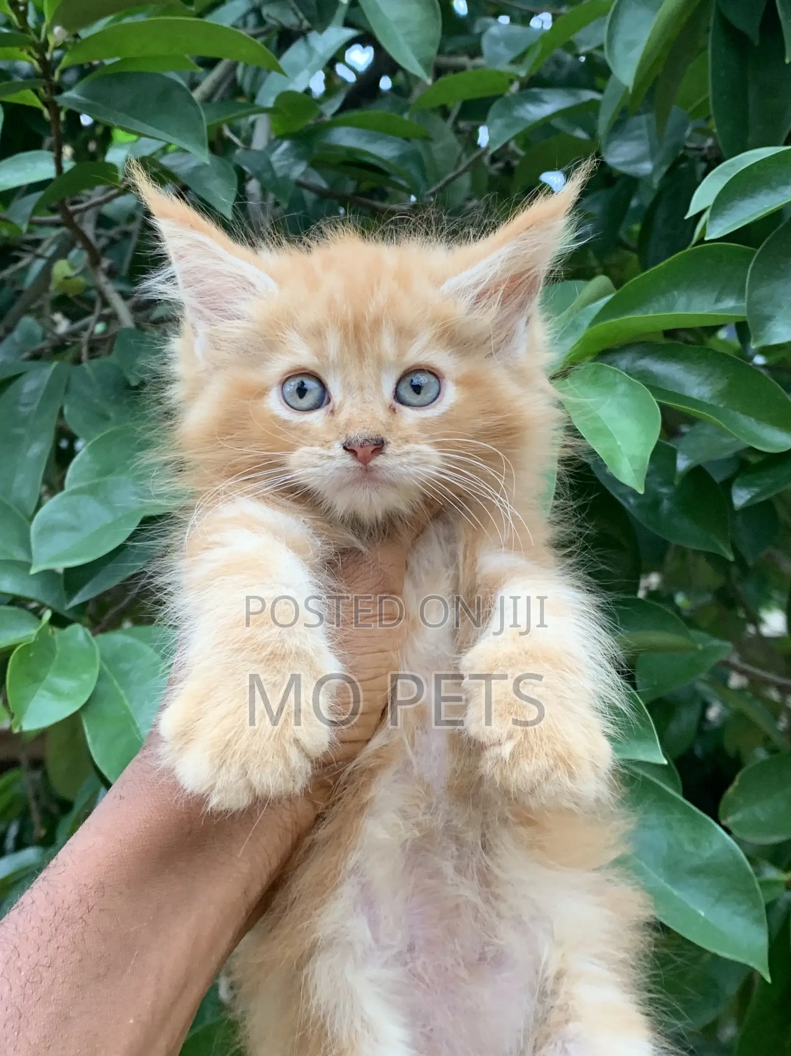 1-3 months Male Purebred Maine Coon