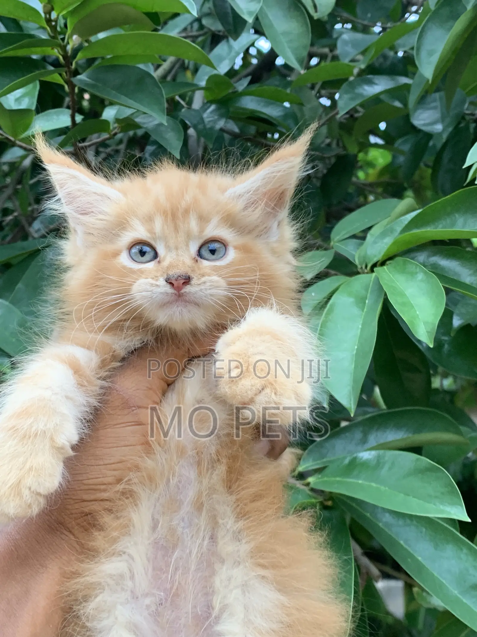 1-3 months Male Purebred Maine Coon