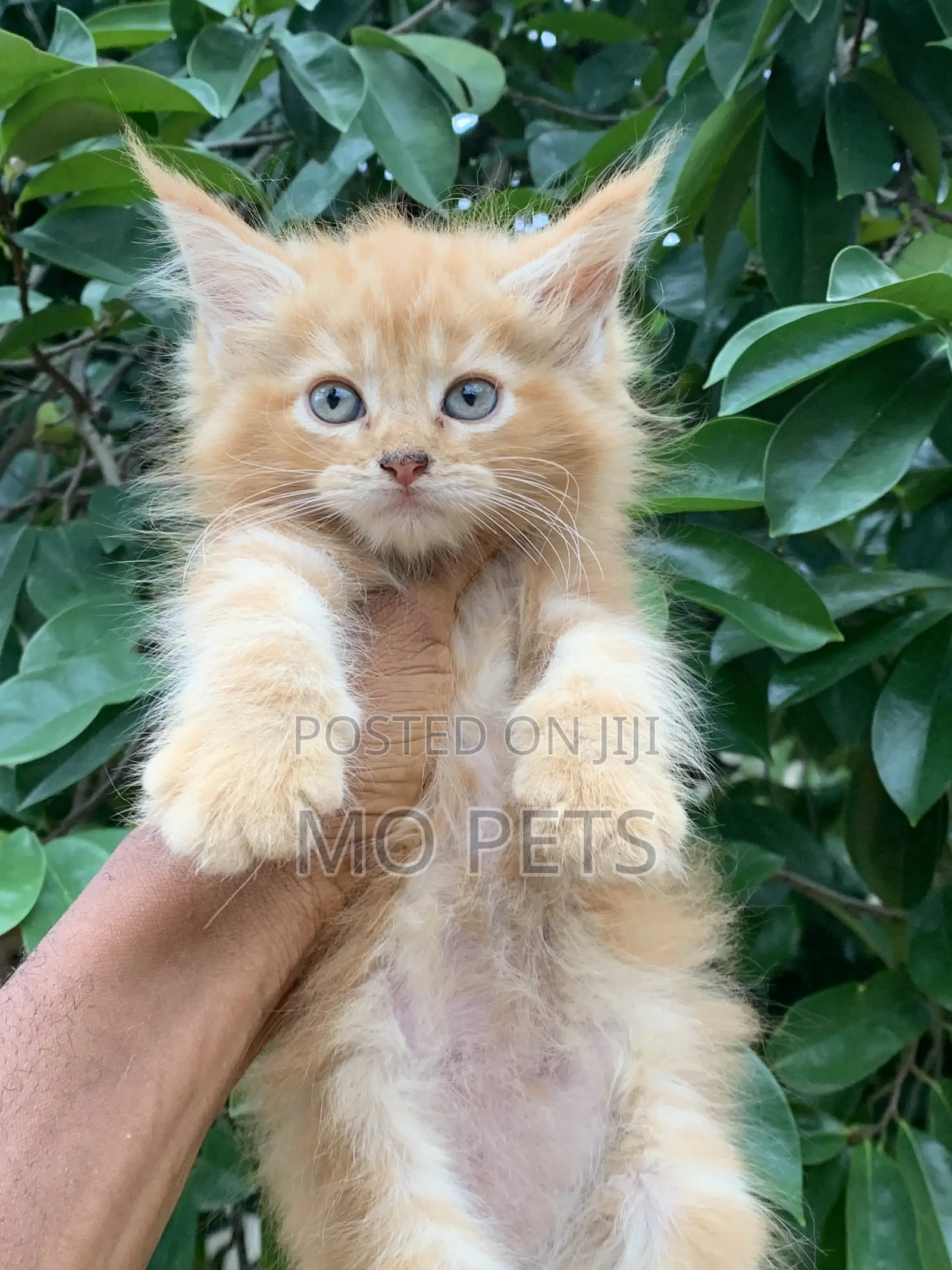 1-3 months Male Purebred Maine Coon