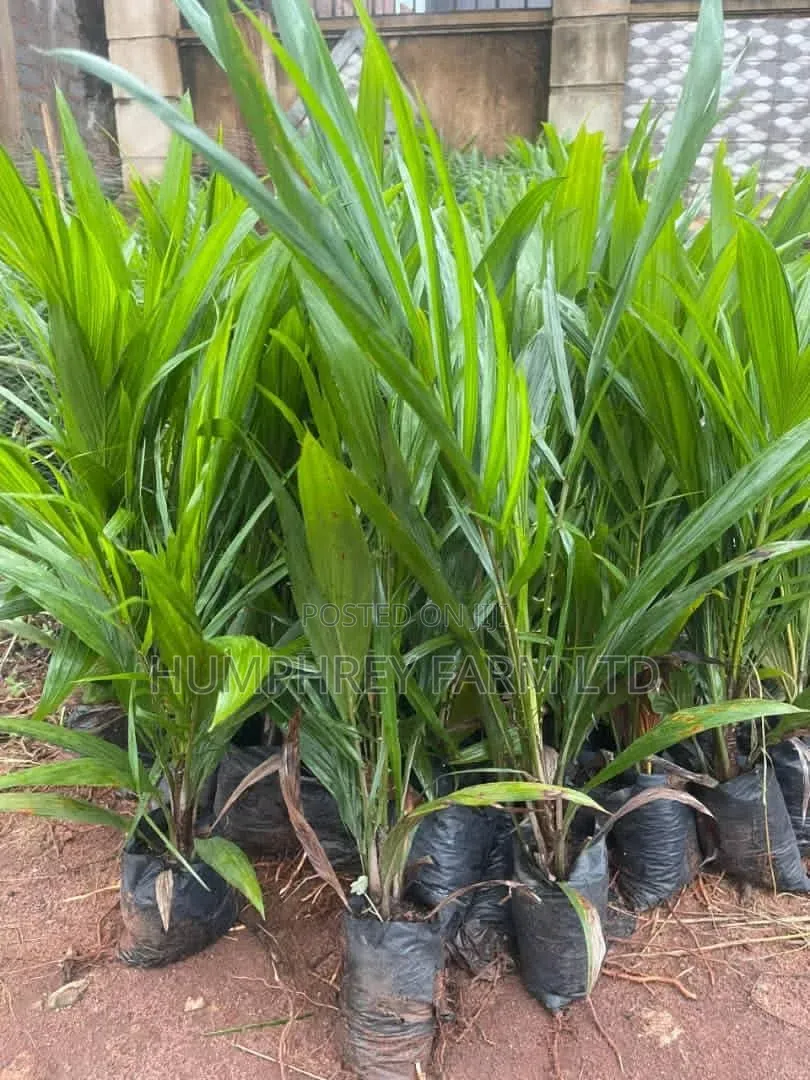 Pure Tenera Oil Palm Seedlings and Seeds for Sale
