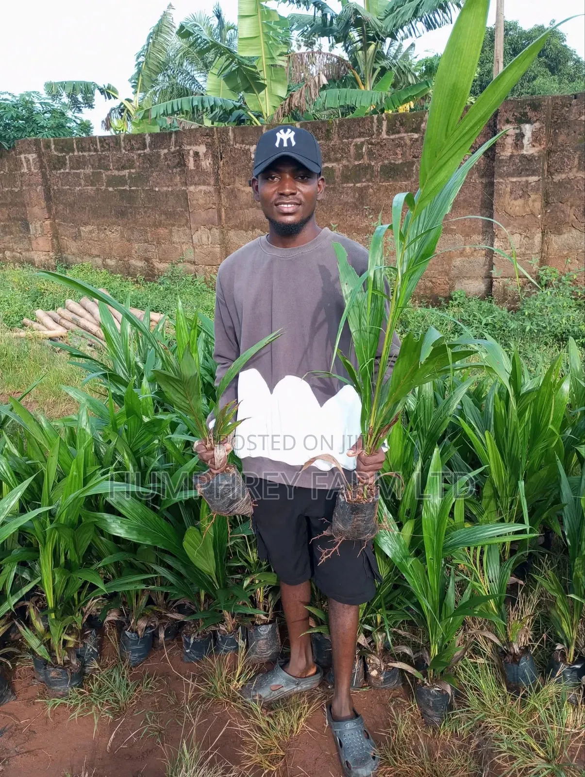 Pure Tenera Oil Palm Seedlings and Seeds for Sale