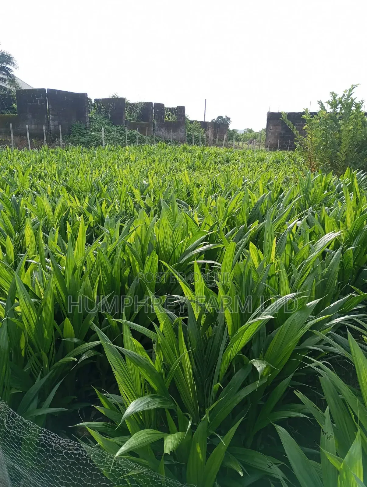 Pure Tenera Oil Palm Seedlings and Seeds for Sale