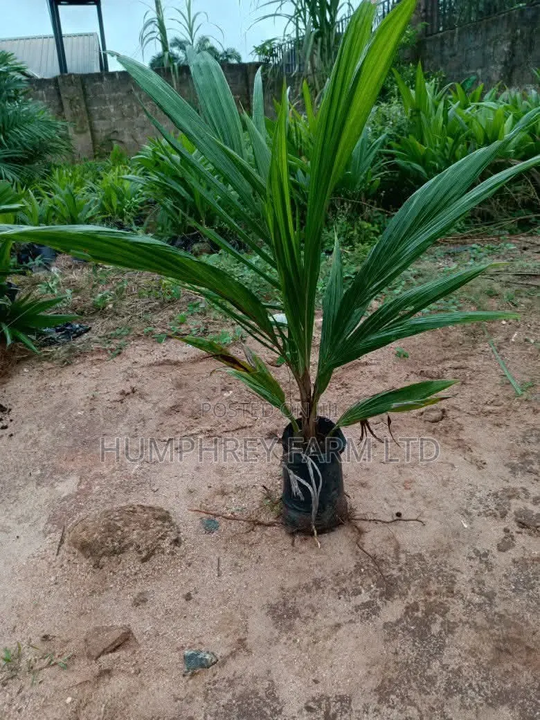 Pure Malaysia Supergene Oil Palm Seedlings for Sale