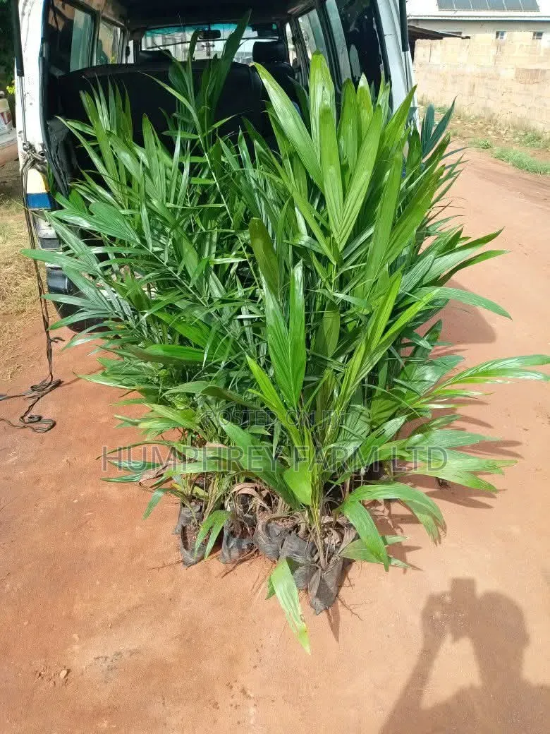 Pure Malaysia Supergene Oil Palm Seedlings for Sale