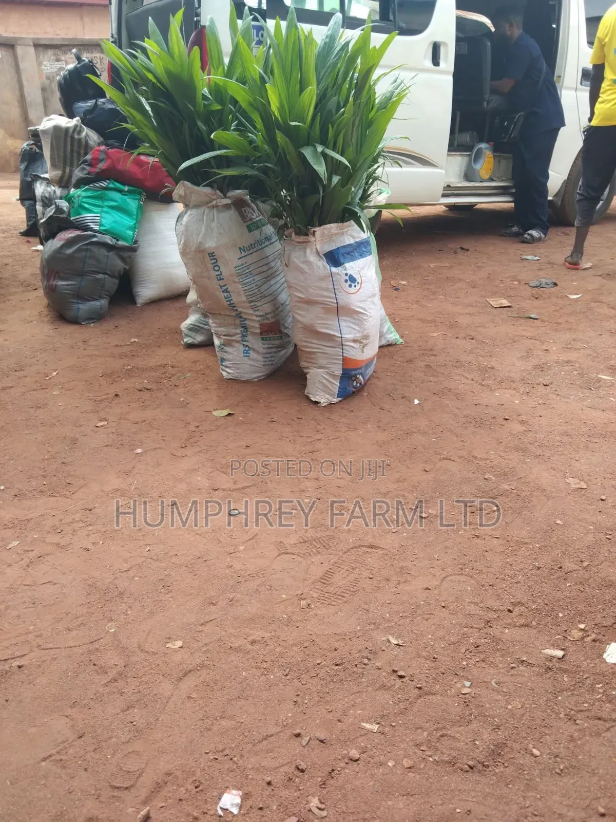 Pure Malaysia Supergene Oil Palm Seedlings for Sale