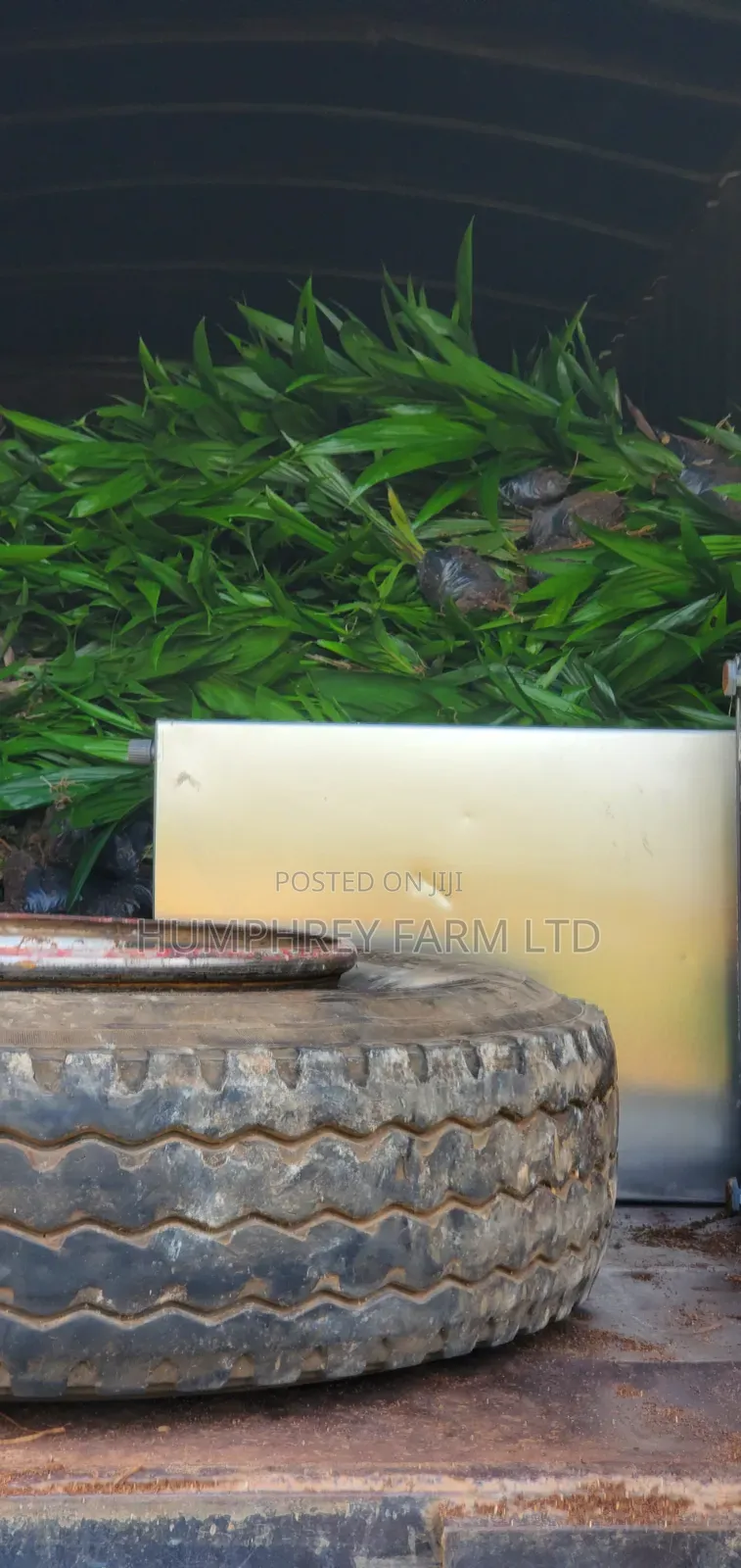 Pure Malaysia Supergene Oil Palm Seedlings for Sale