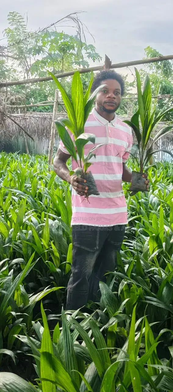 High-Yield Tenera Oil Palm Seedlings – Available Now