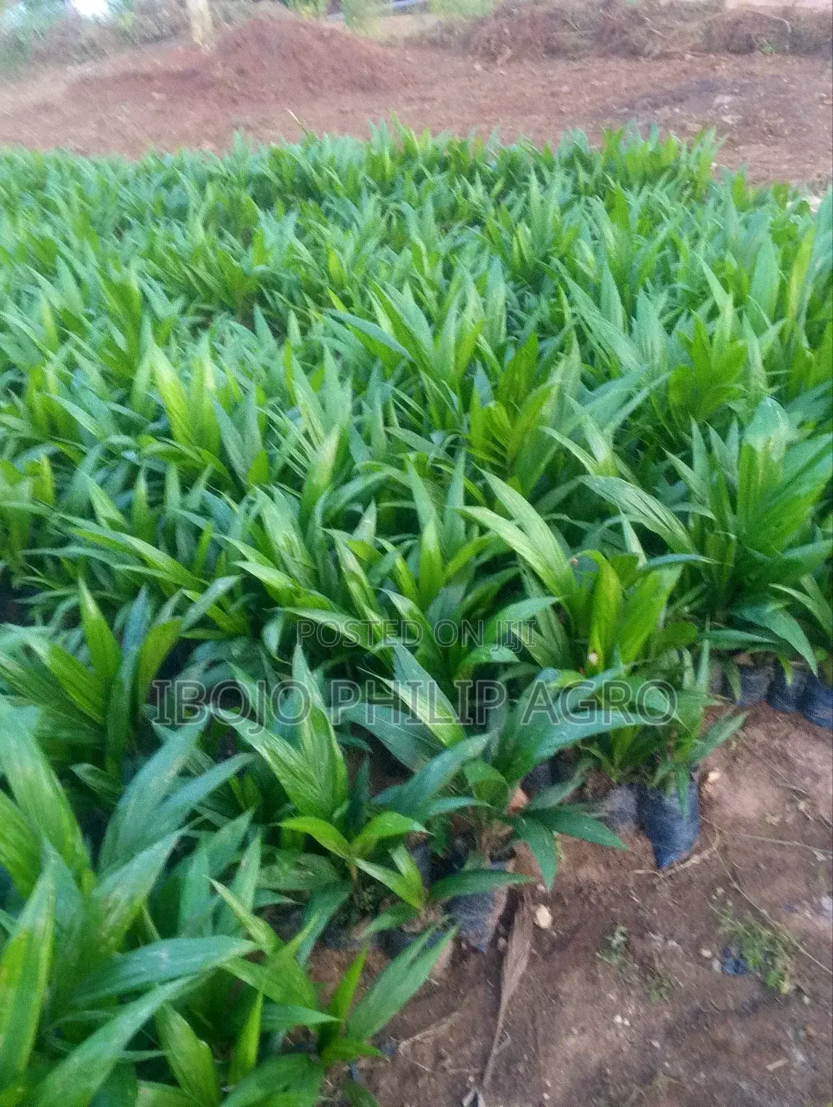 Hybrid Palm Seedlings, Sprouted Seeds. Start Production in Three Years