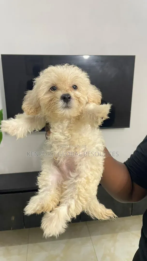1-3 months Female Purebred Lhasa Apso