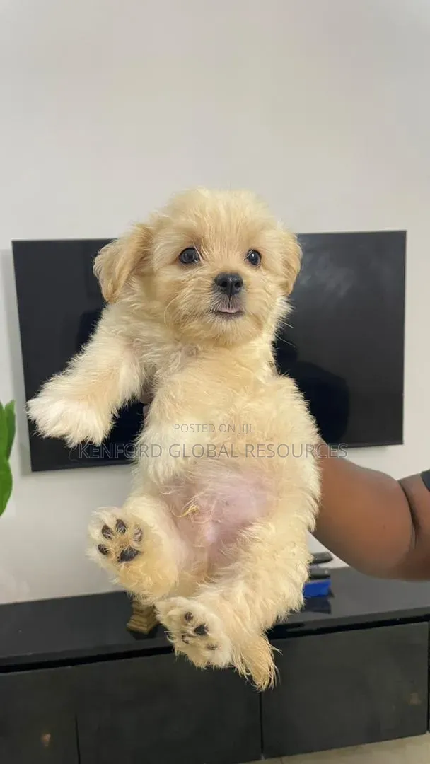 1-3 months Female Purebred Lhasa Apso