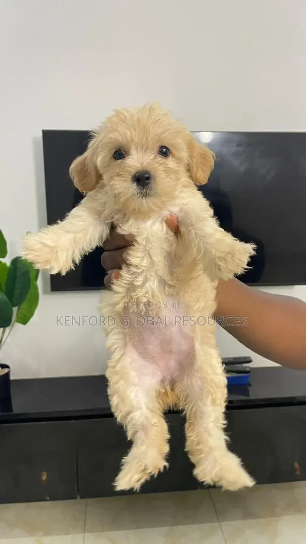 1-3 months Female Purebred Lhasa Apso
