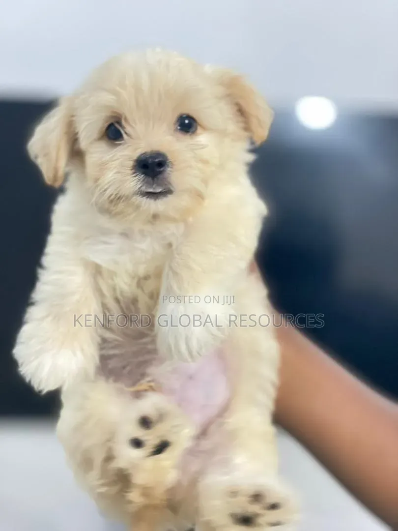 1-3 months Female Purebred Lhasa Apso