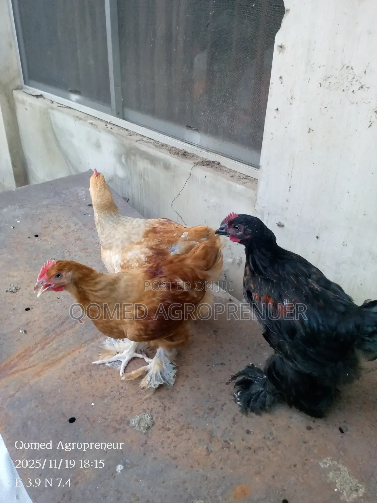 Exotic Chicken (Sultan, Silkie, Brahma, Polish, Frizzle, Naked Neck)