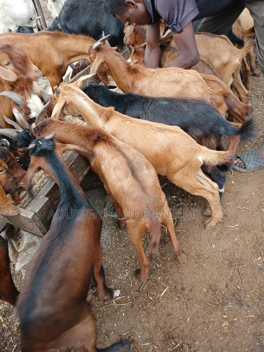 Healthy Goats Meat