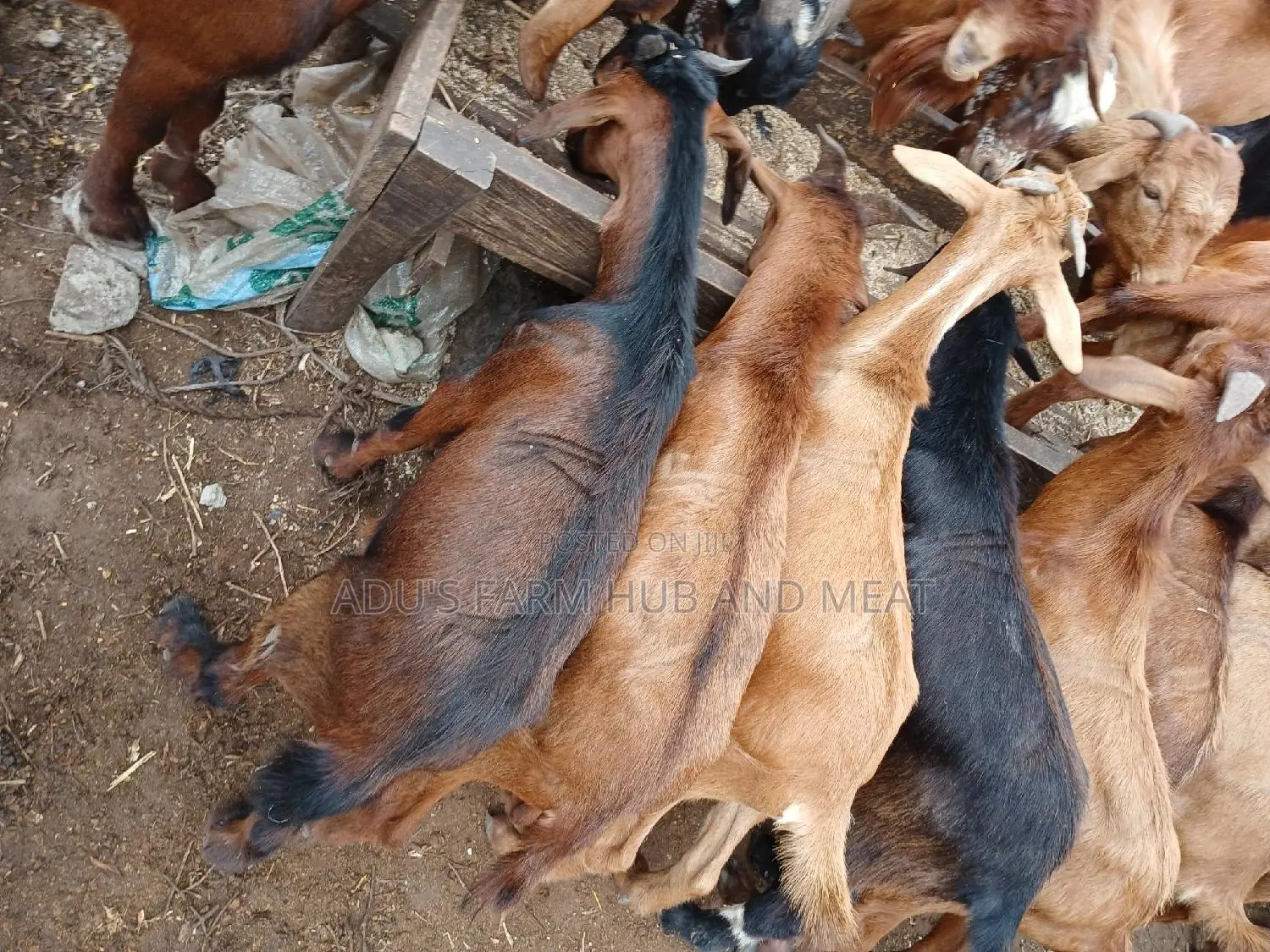 Healthy Goats Meat