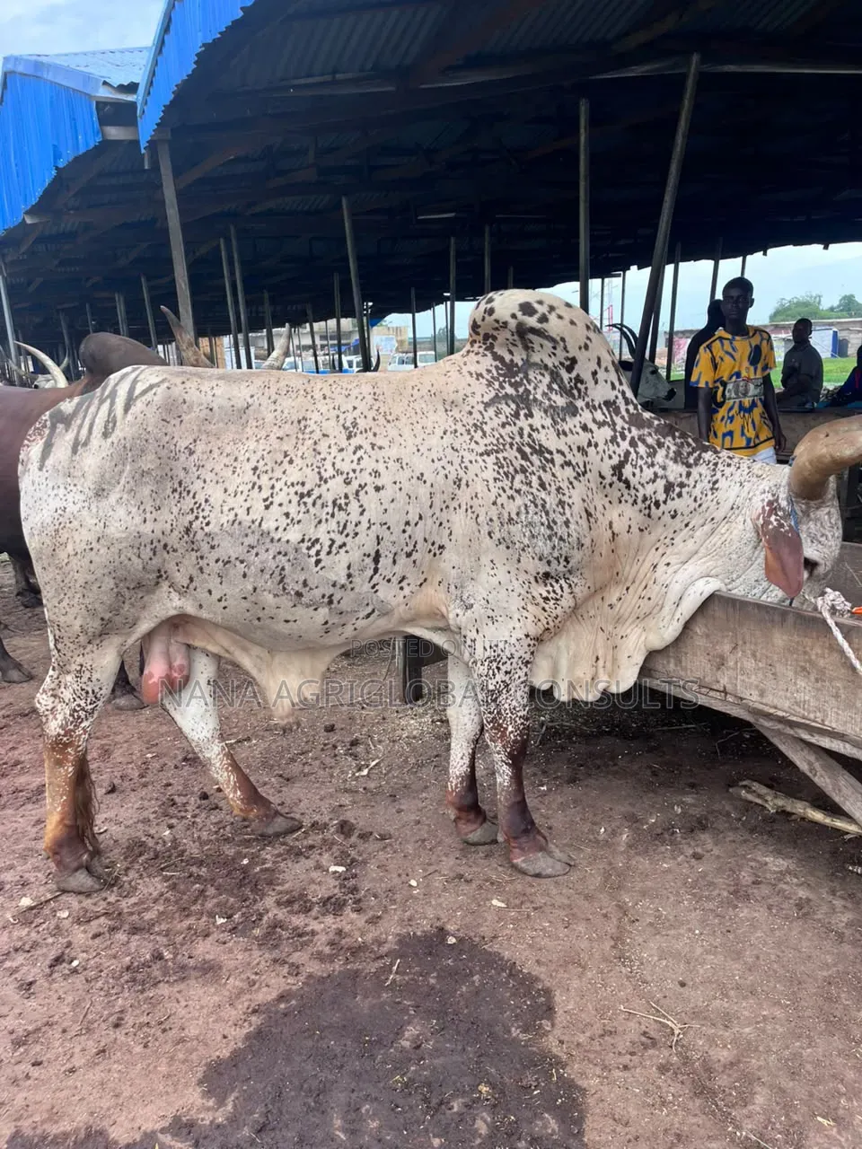 Live Cows and Fresh Meat Sales in Asaba 4ceremonies,Bulk Orders Retail